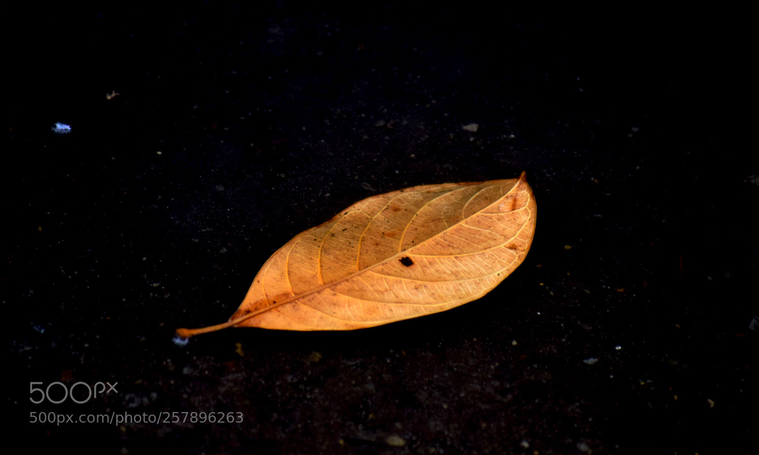 Nikon D3300 sample photo. Leafy photography