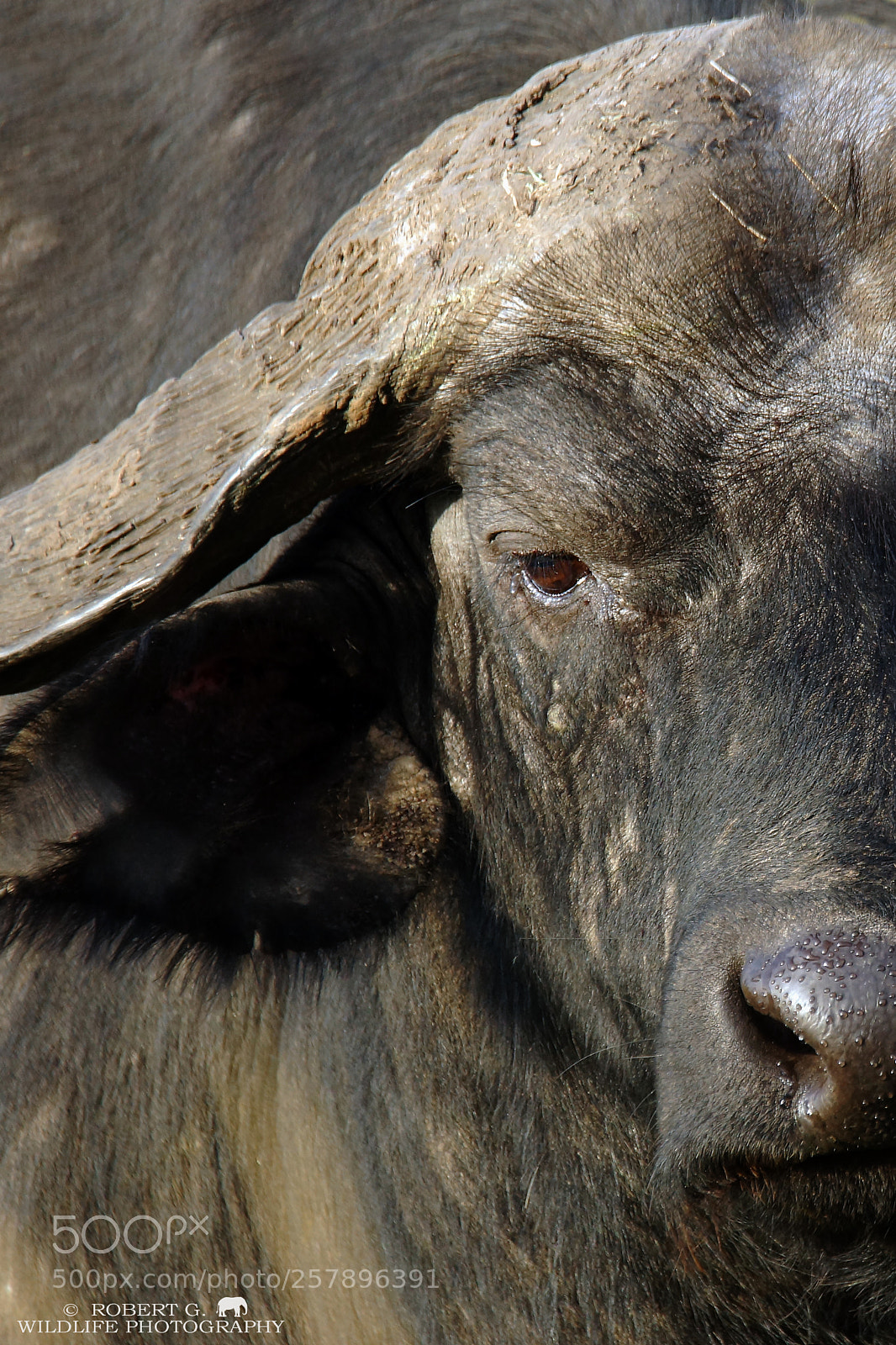 Sony SLT-A77 sample photo. Buffalo portrait photography