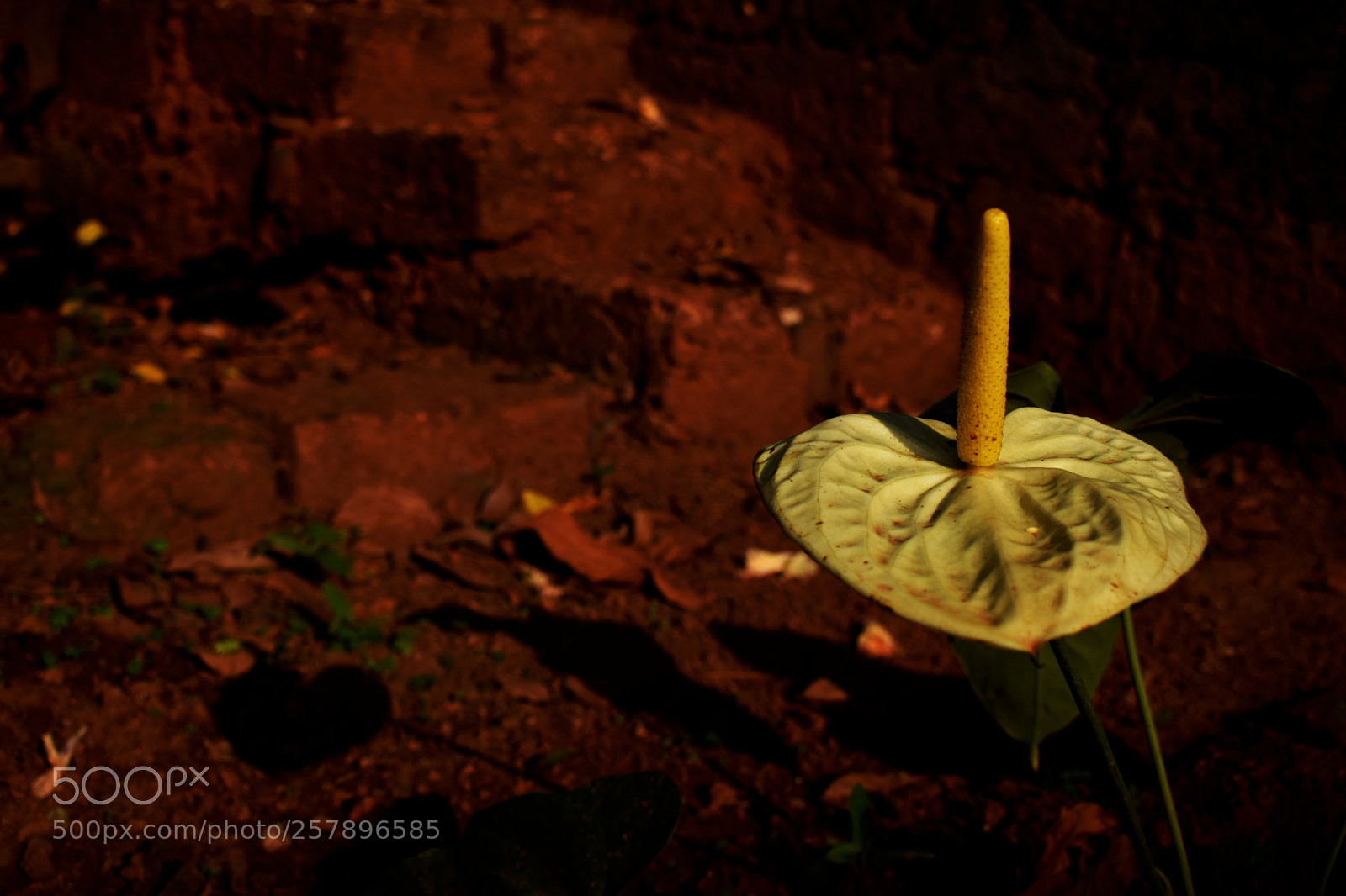Nikon D3300 sample photo. Anthurium photography