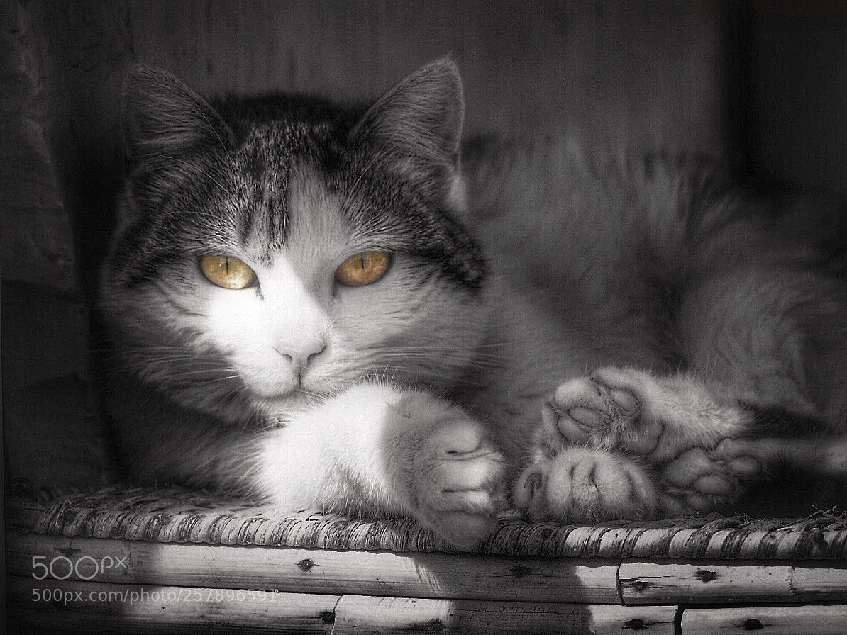 Olympus OM-D E-M10 sample photo. Untitled photography