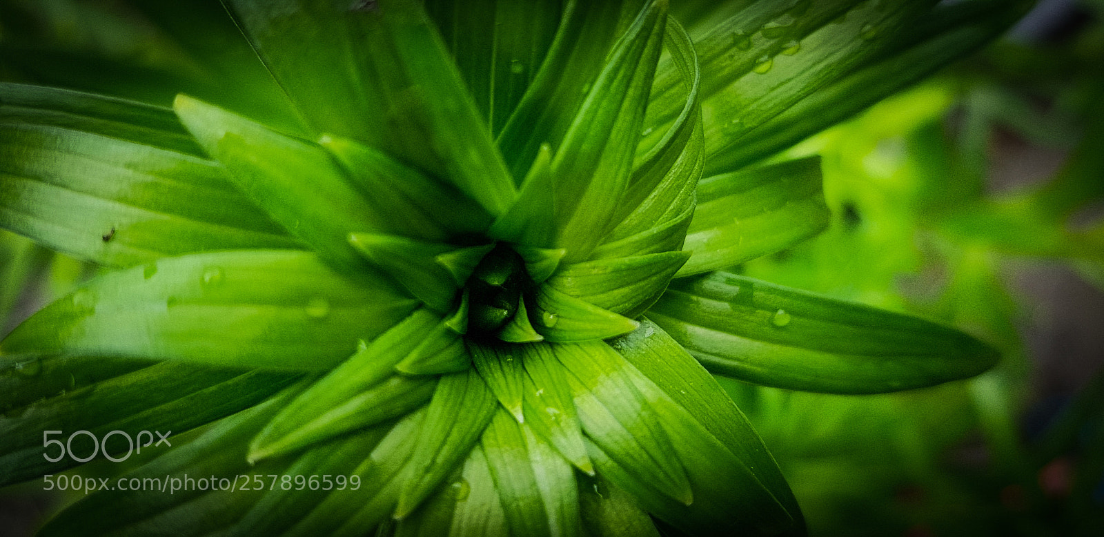 Samsung Galaxy S8 sample photo. Green beauty photography