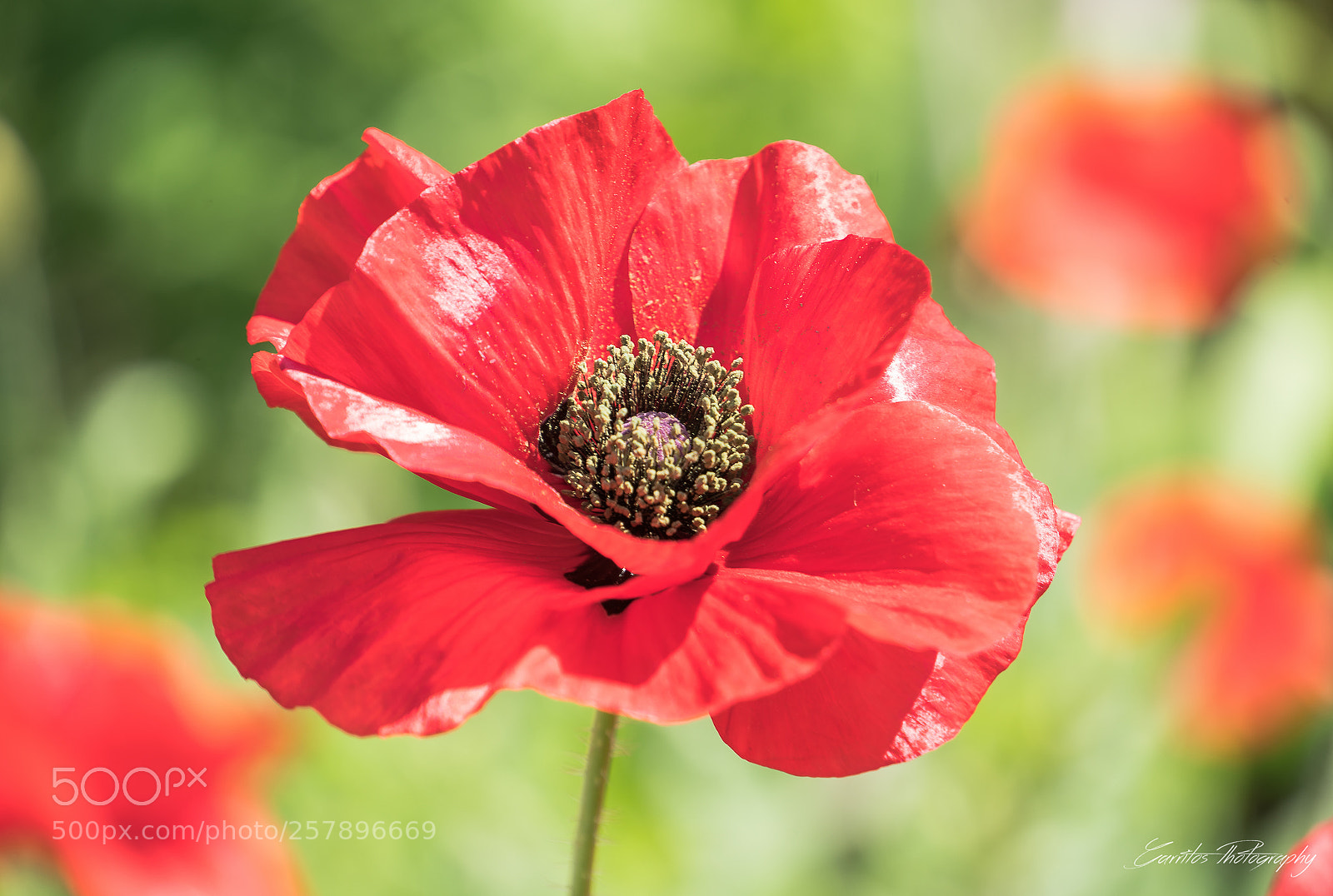 Sony a7R II sample photo. Test shot 1 photography