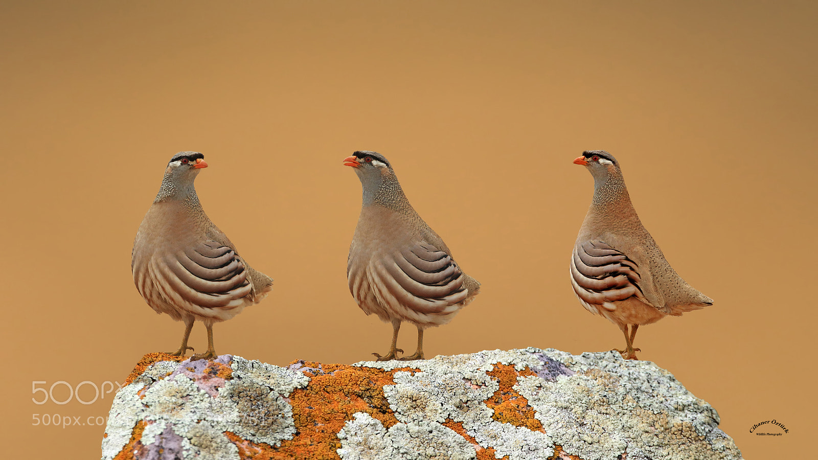 Canon EOS 7D Mark II sample photo. See-see partridge. photography