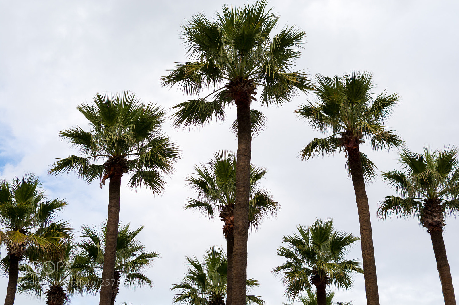 Nikon D7100 sample photo. Palm trees on giants photography