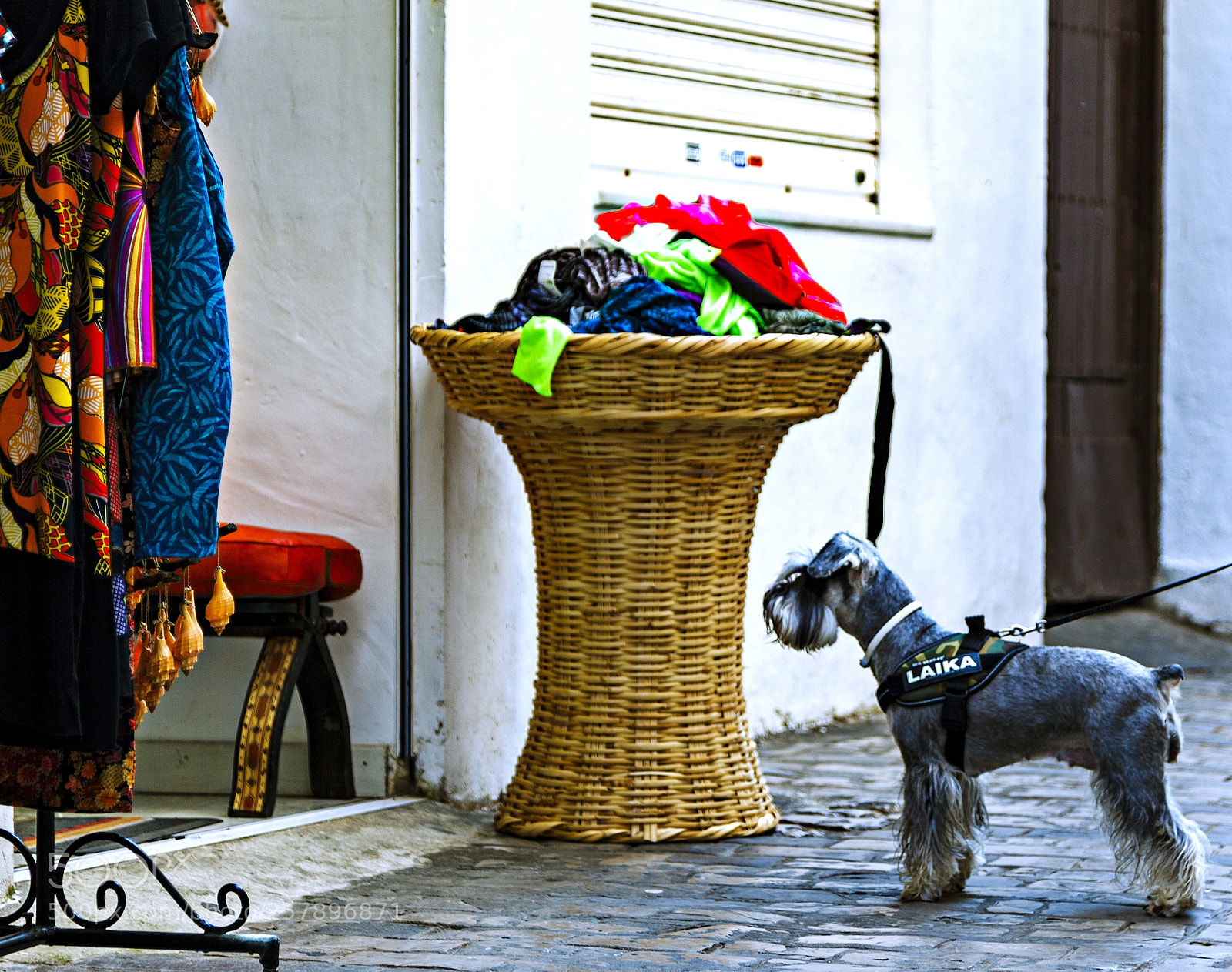 Canon EOS 5D Mark II sample photo. Laika photography