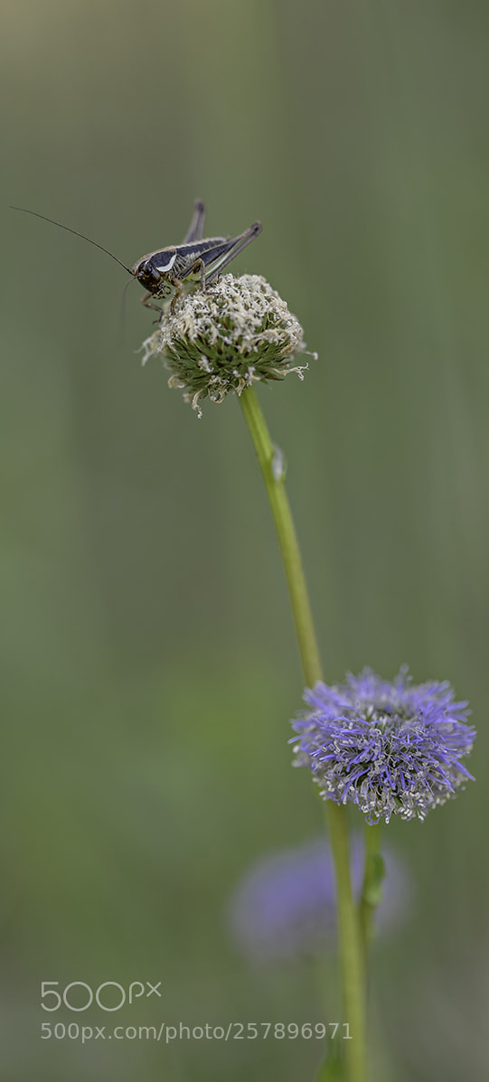Nikon D4 sample photo. Jumper photography
