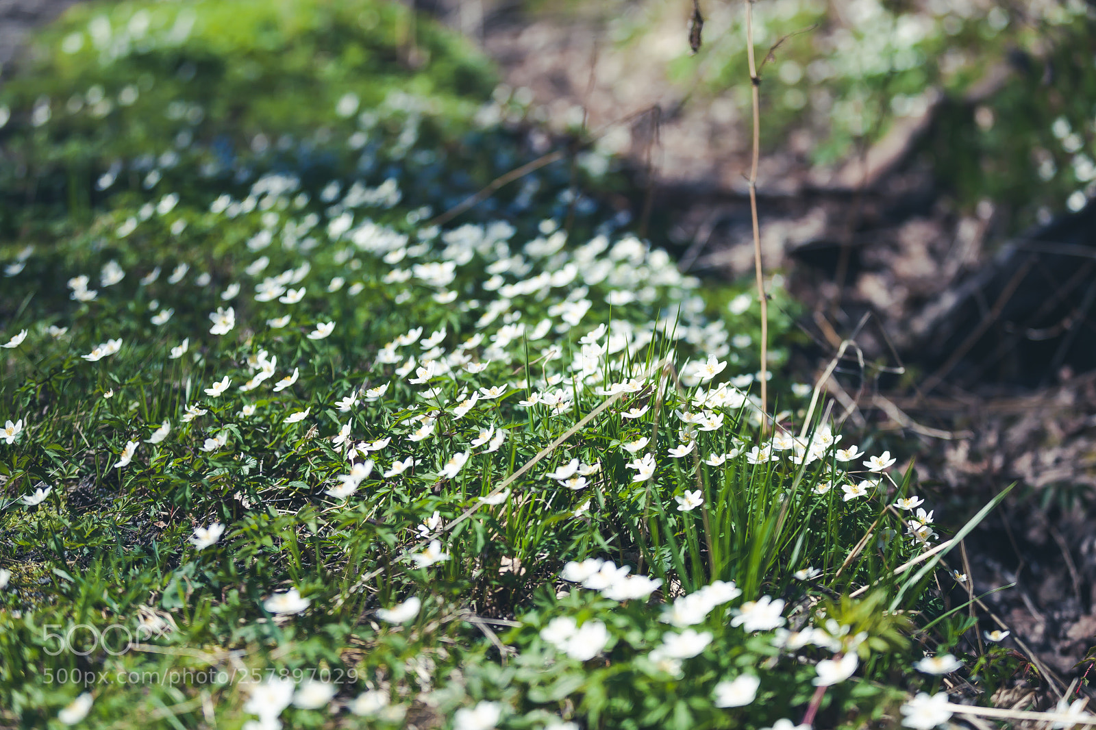 Canon EOS 5D Mark II sample photo. Flora. photography