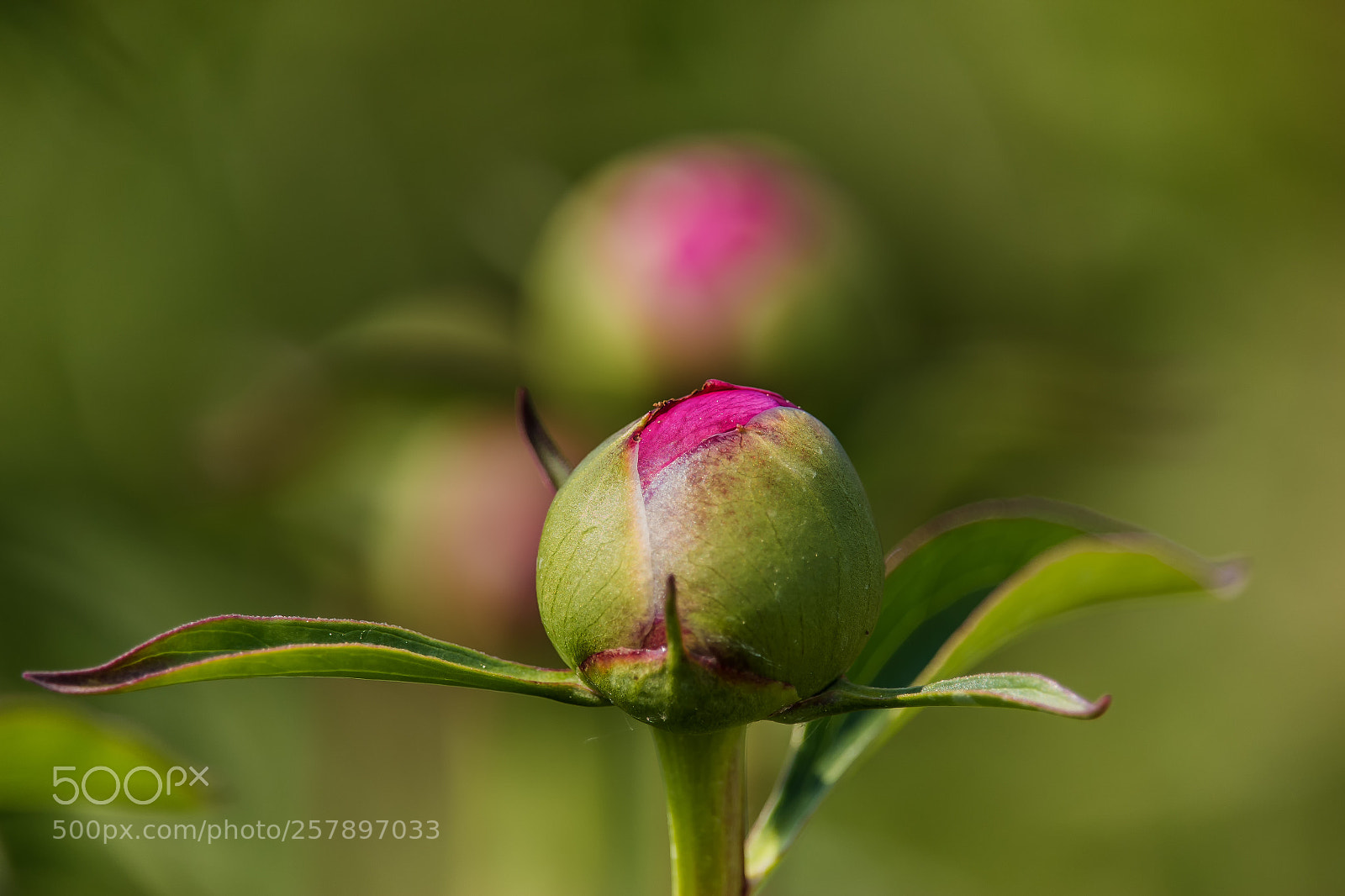 Canon EOS 70D sample photo. Knospentraum photography