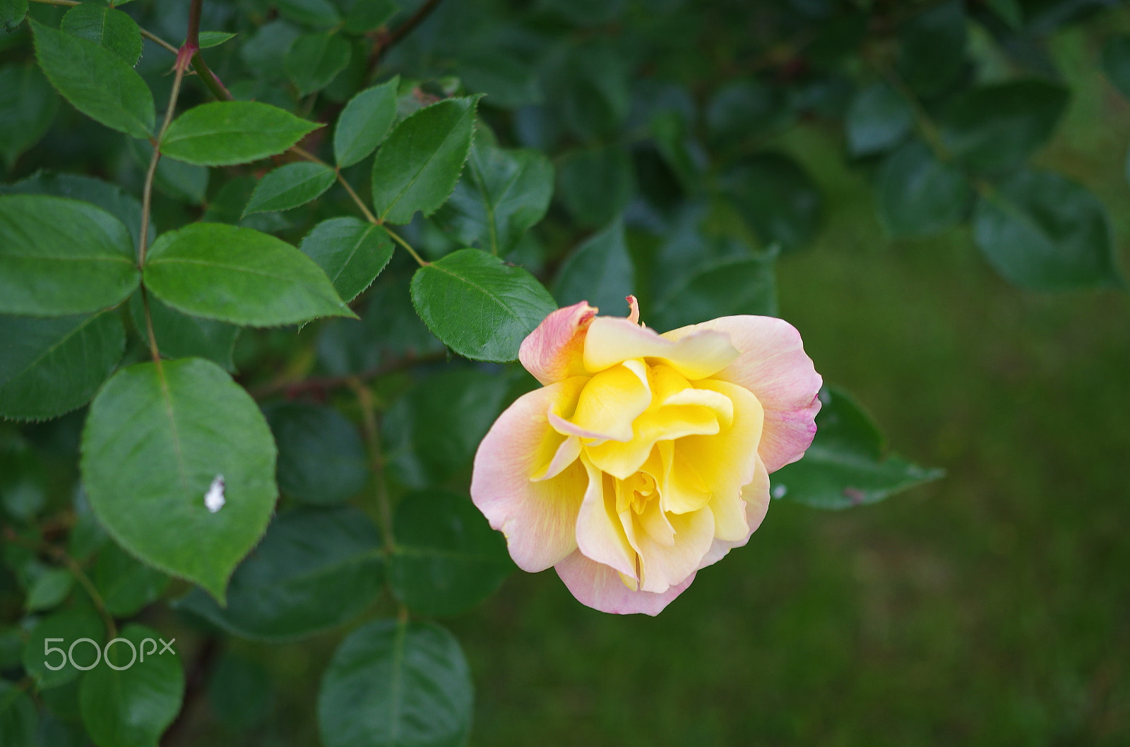 Pentax K-50 + Pentax smc DA 35mm F2.4 AL sample photo. My first rose in this year photography