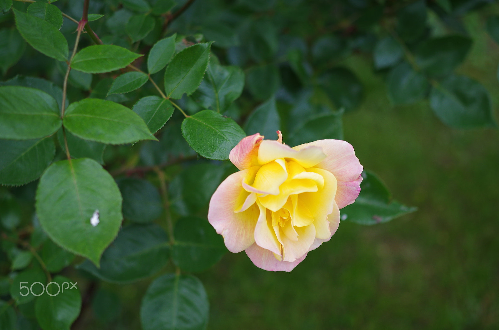 Pentax K-50 + Pentax smc DA 35mm F2.4 AL sample photo. My first rose in this year photography
