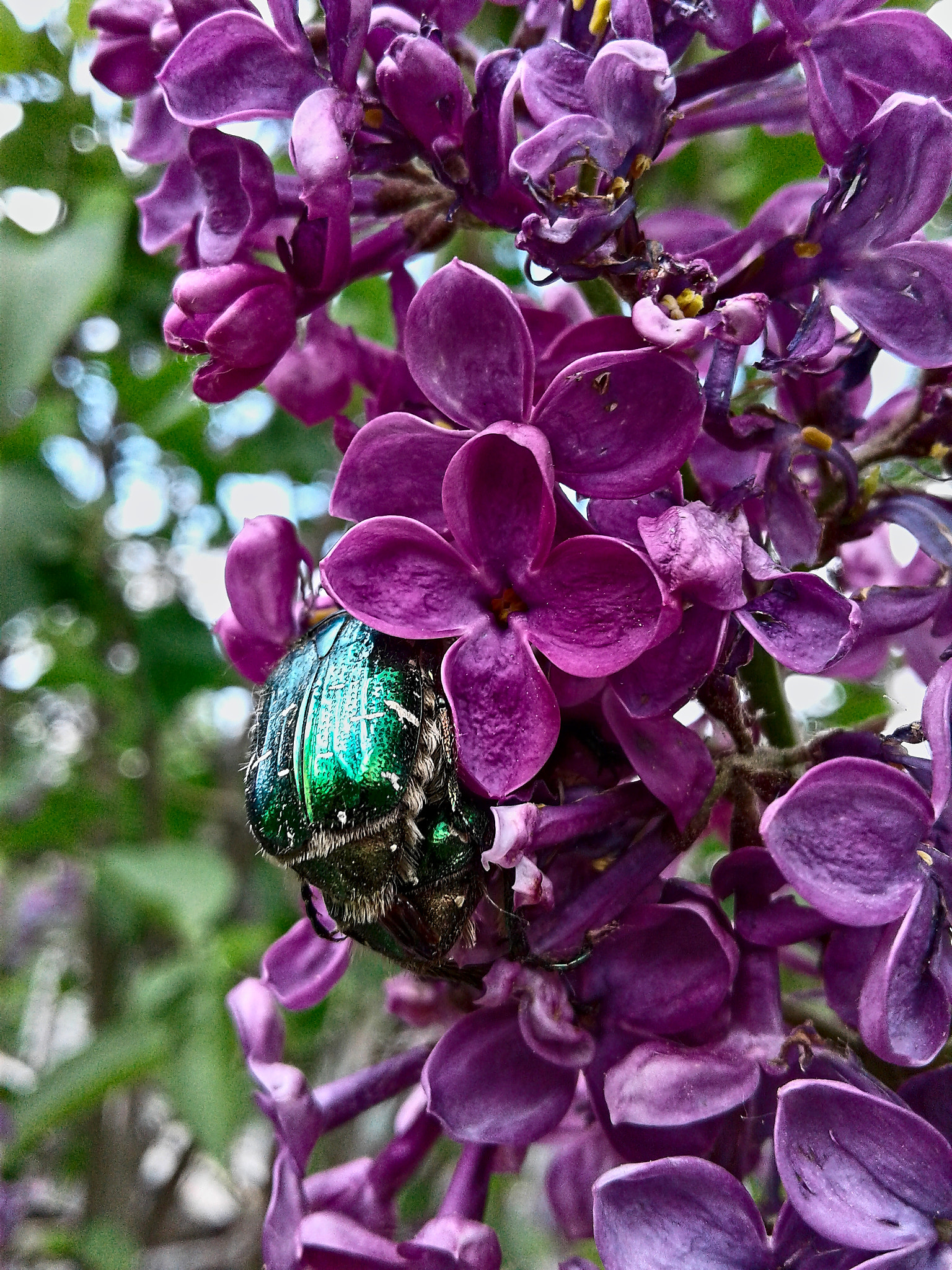Samsung Galaxy J1 sample photo. Loving bugs photography