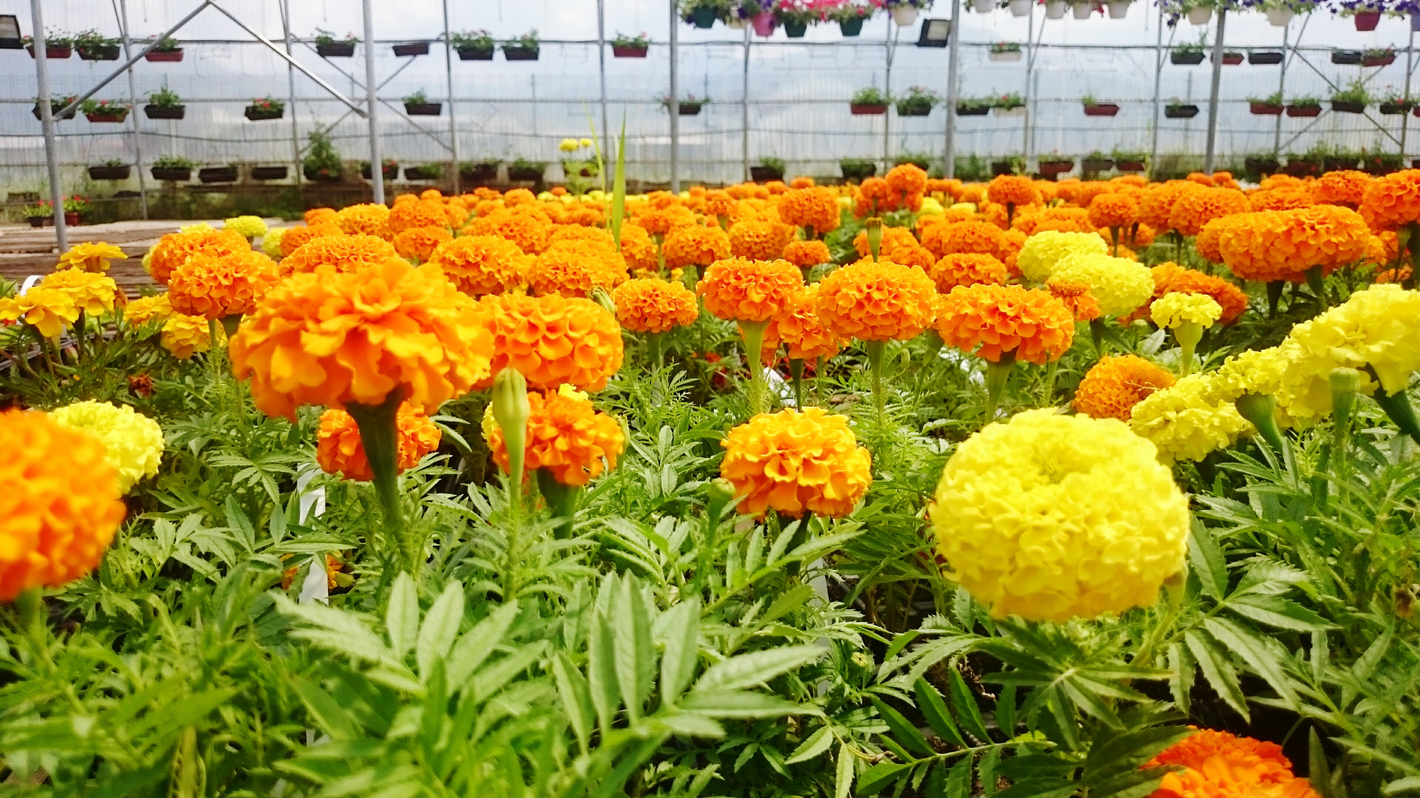 Sony Xperia Z2 sample photo. Flower bucket photography
