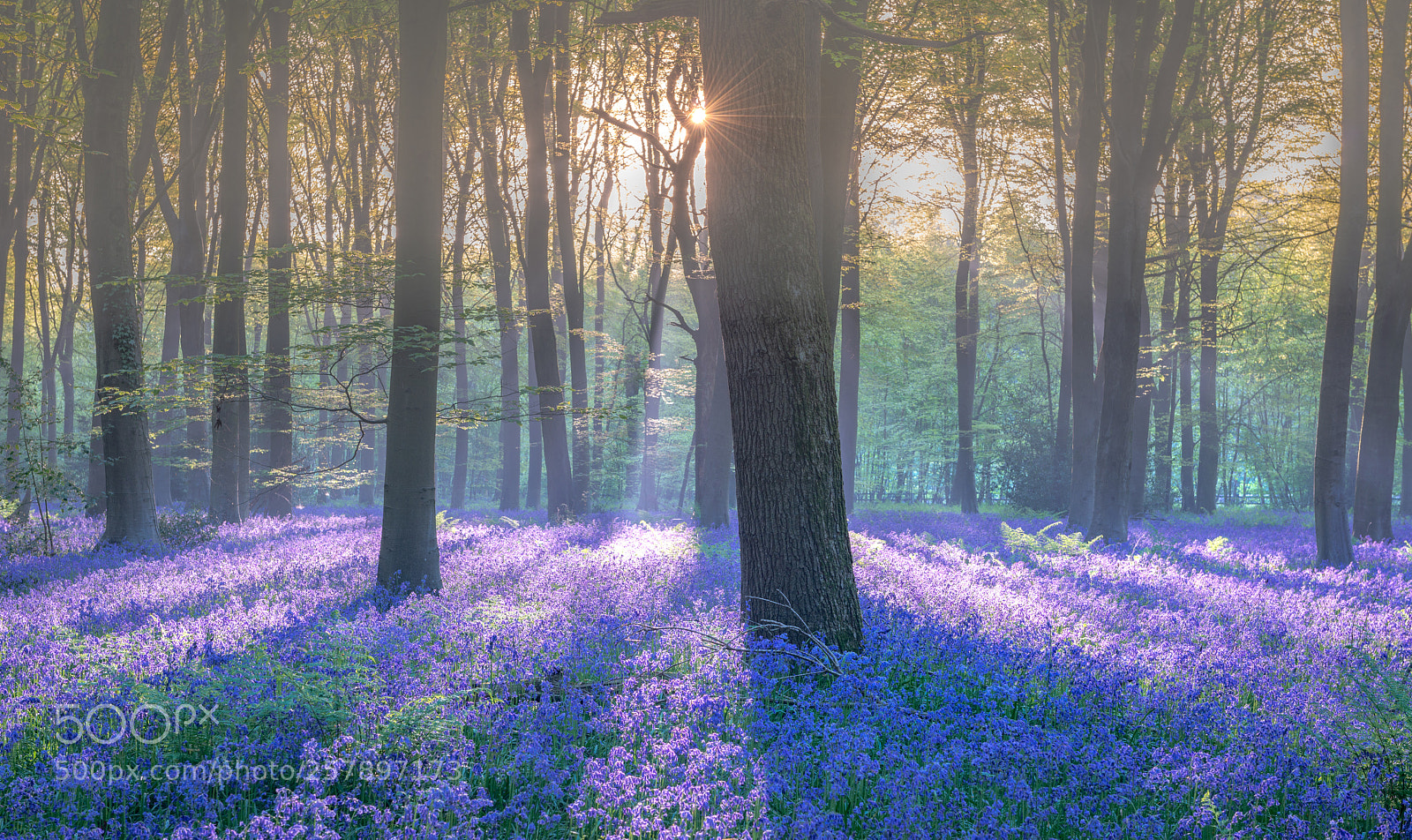 Nikon D800 sample photo. Bluebell carpet photography