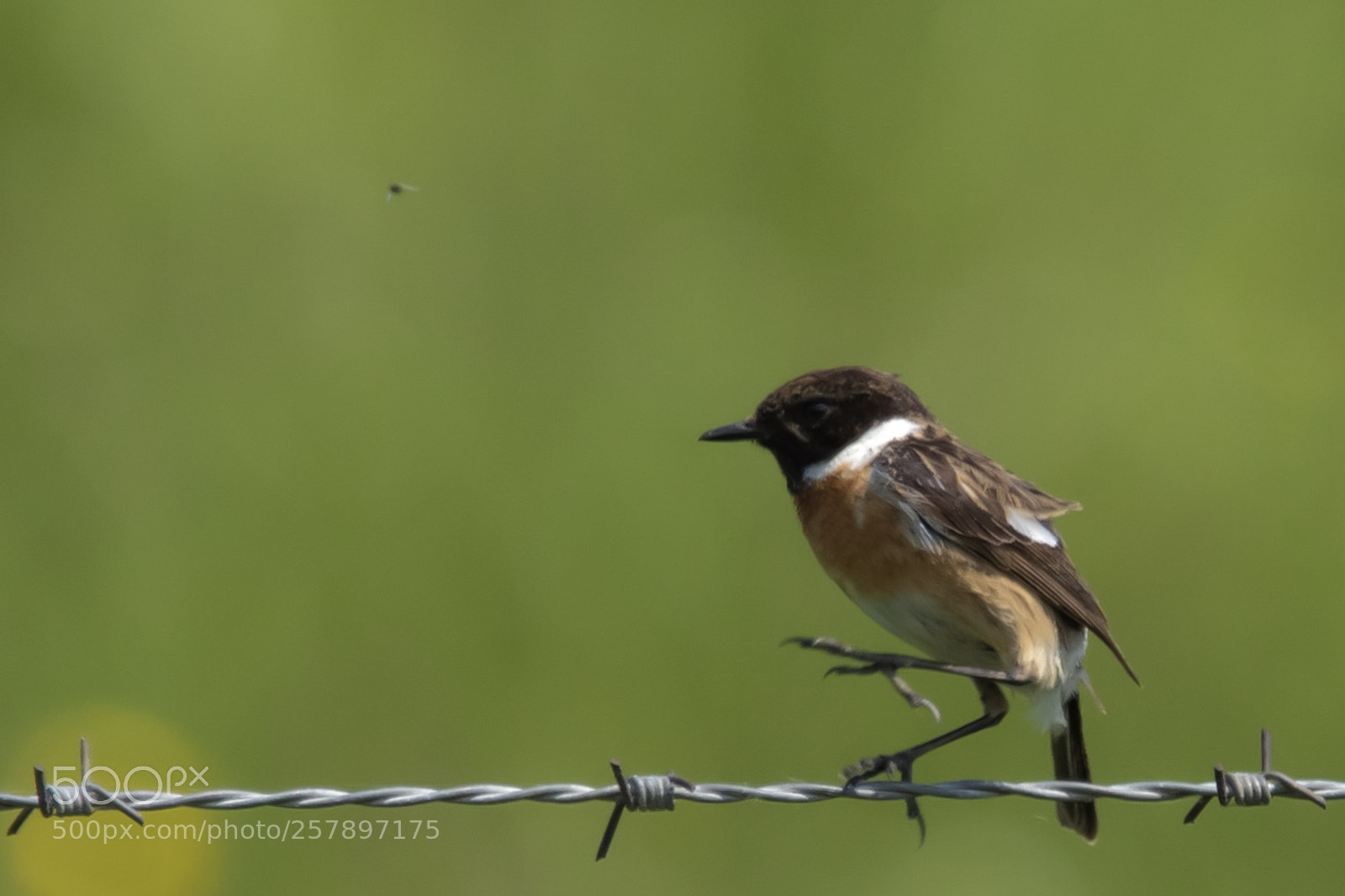 Nikon D7200 sample photo. Saxicola rubicola photography