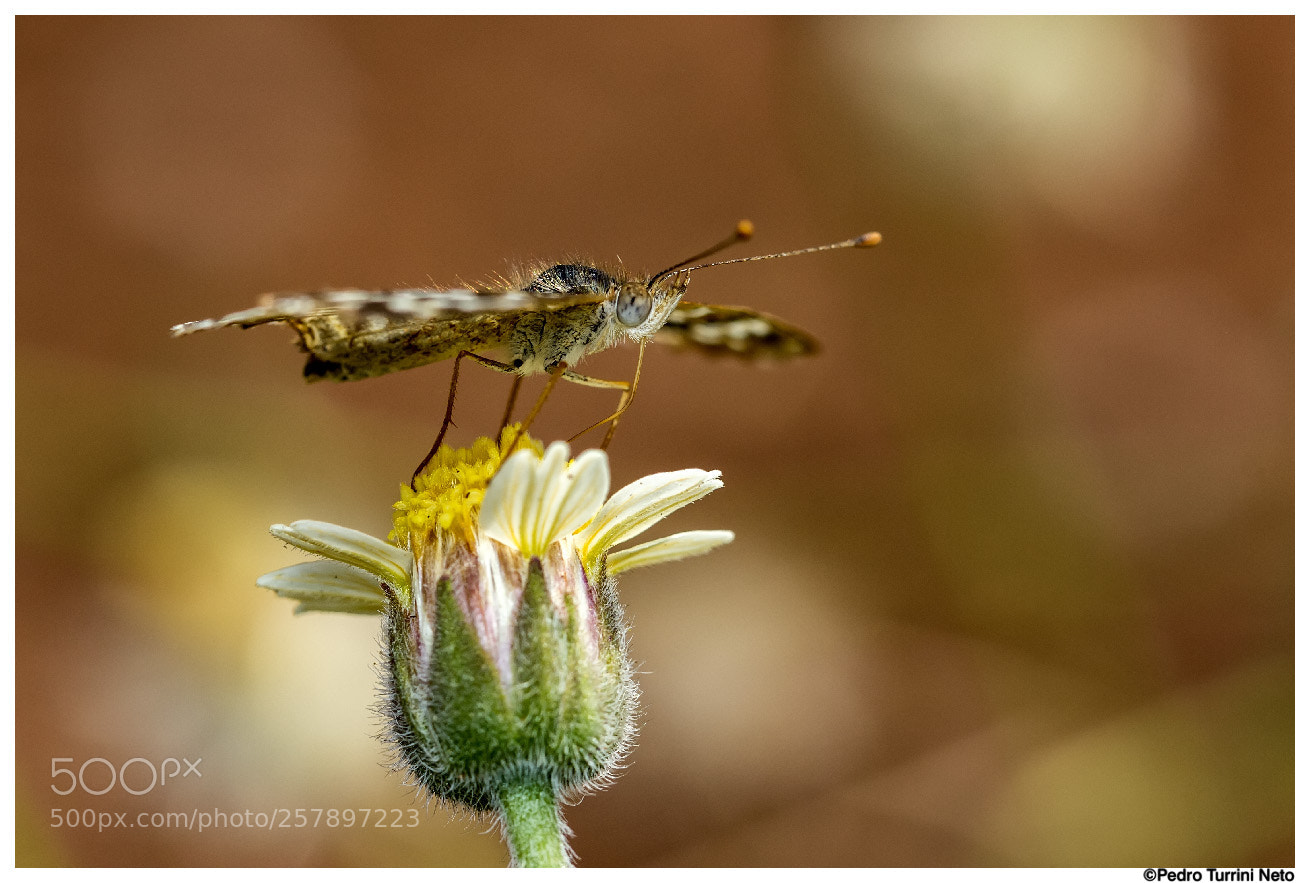 Canon EOS 600D (Rebel EOS T3i / EOS Kiss X5) sample photo. Butterfly photography