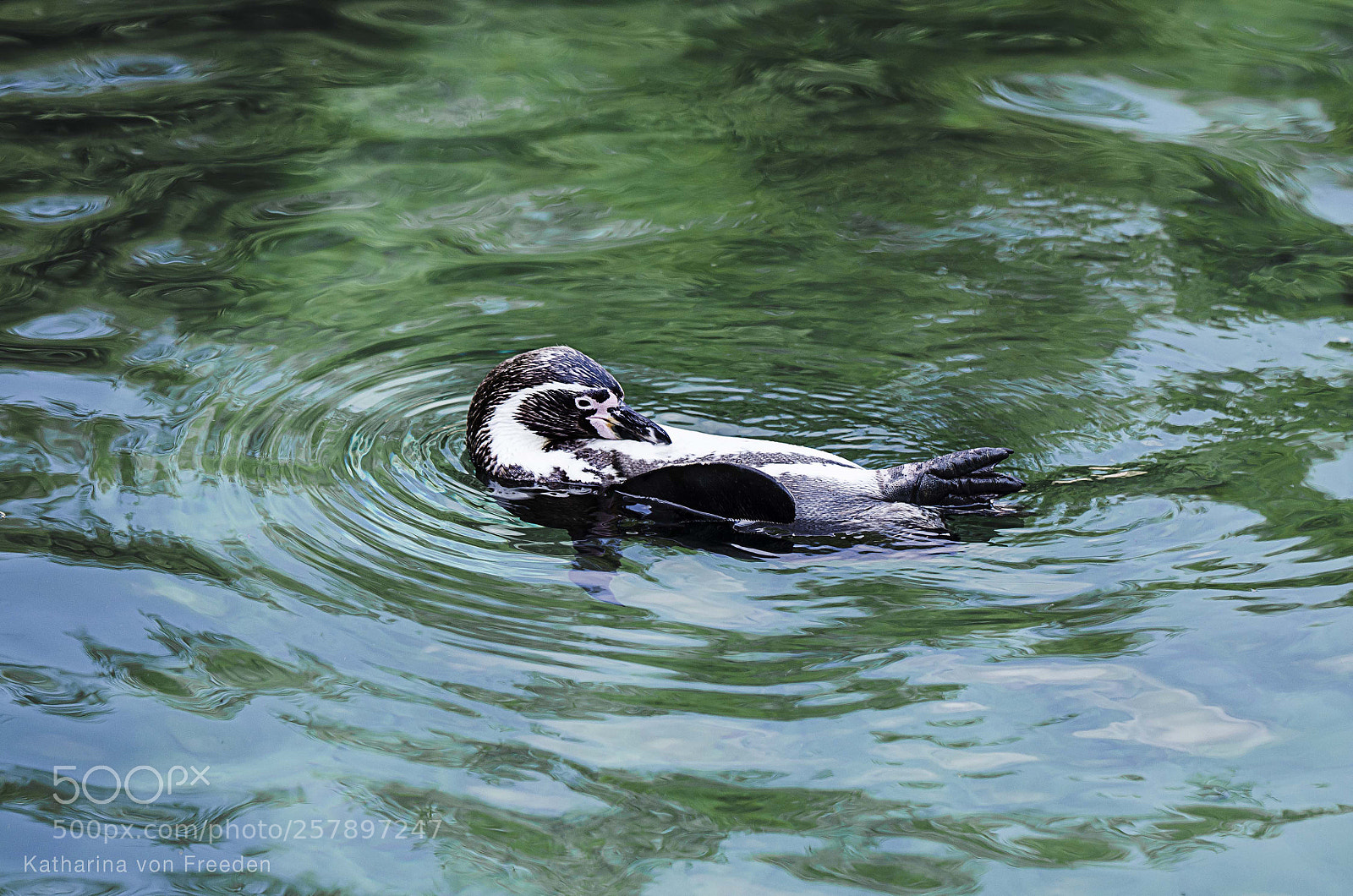 Nikon D5100 sample photo. Penguin ii photography