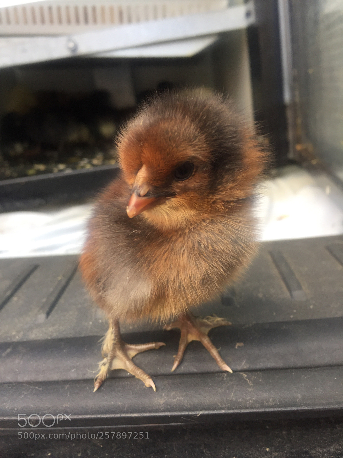 Apple iPhone 6 sample photo. My chicken :) photography