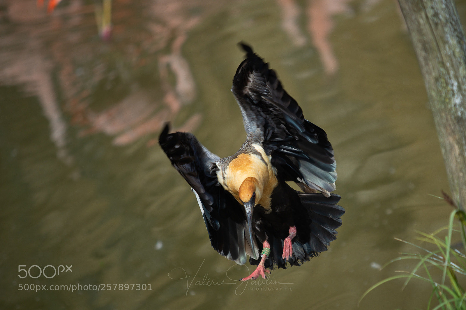 Canon EOS 6D sample photo. Special landing photography