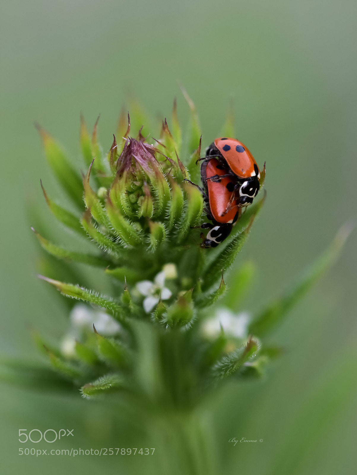 Nikon D3300 sample photo. Love photography
