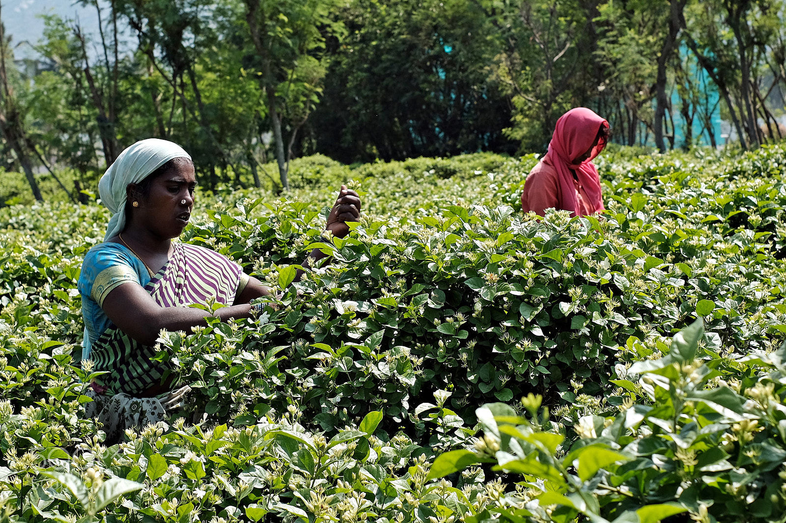 Fujifilm X-T2 sample photo. Village women plucking buds photography