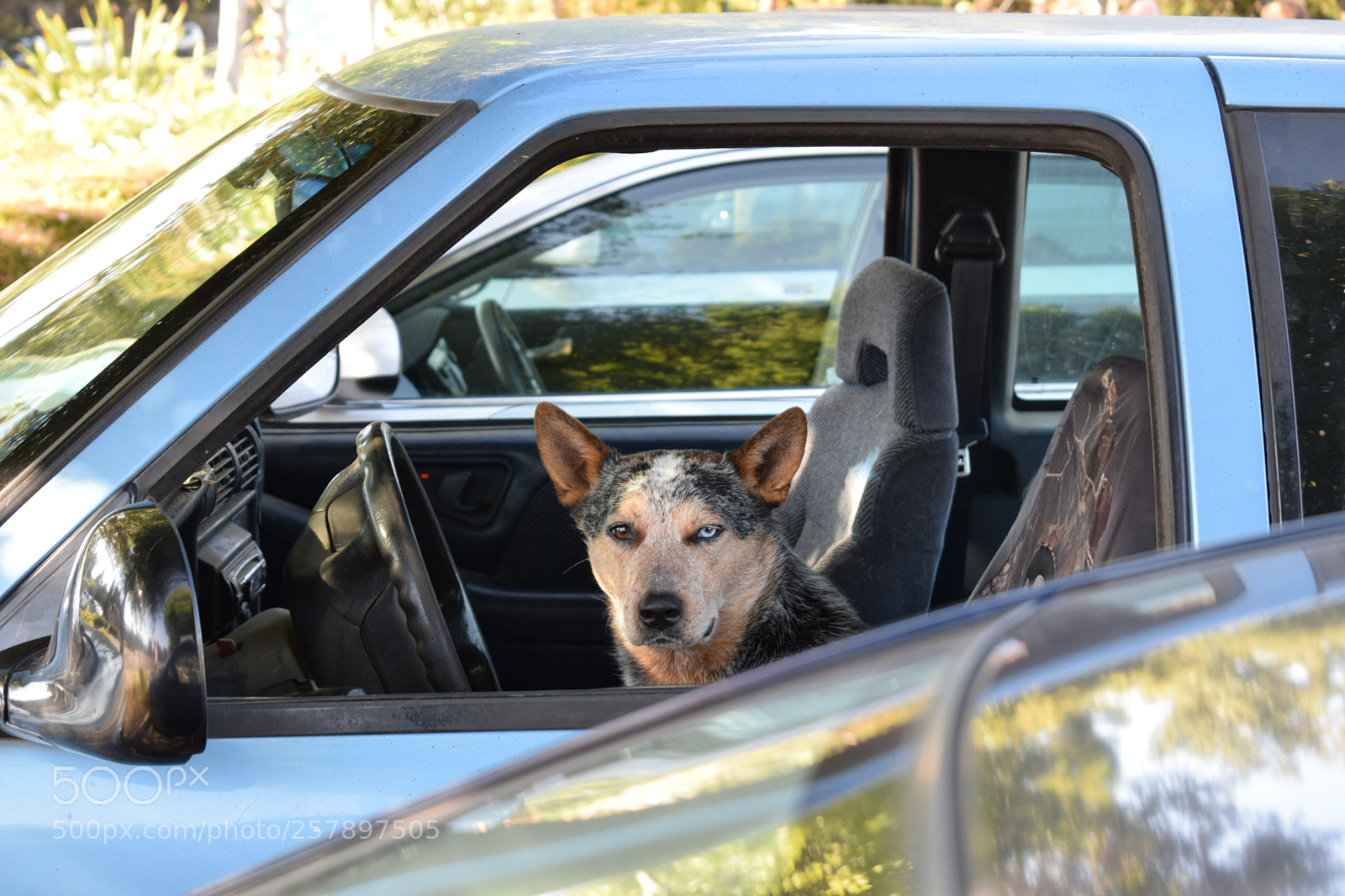 Nikon D5300 sample photo. Doggo photography