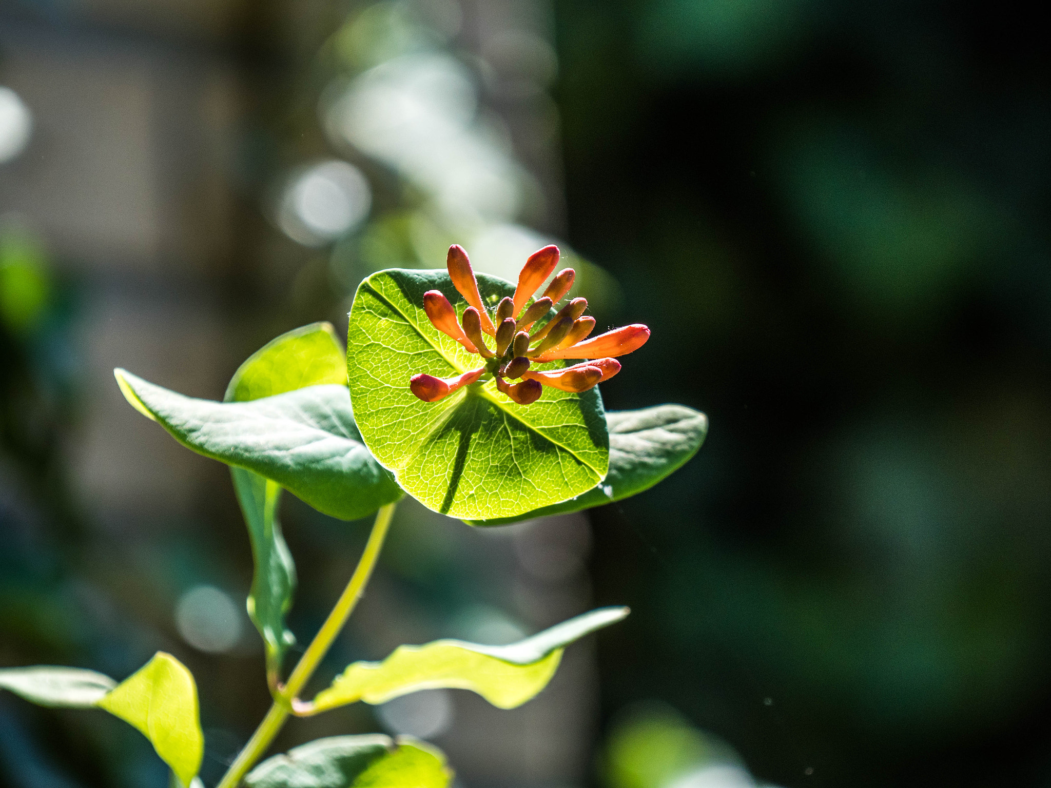 Panasonic Lumix DC-GX9 sample photo. P photography