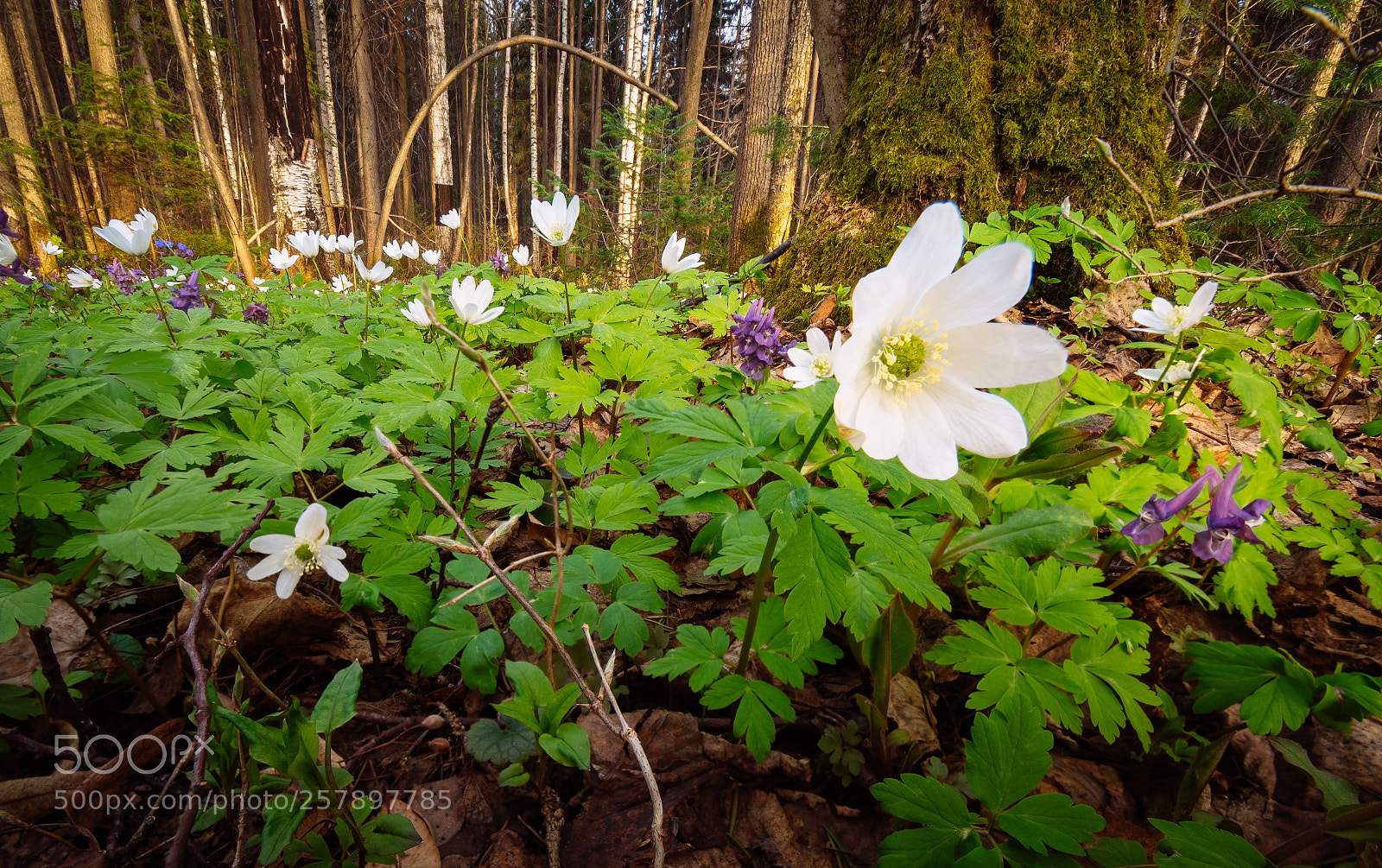 Nikon D5500 sample photo. Snowdrop photography