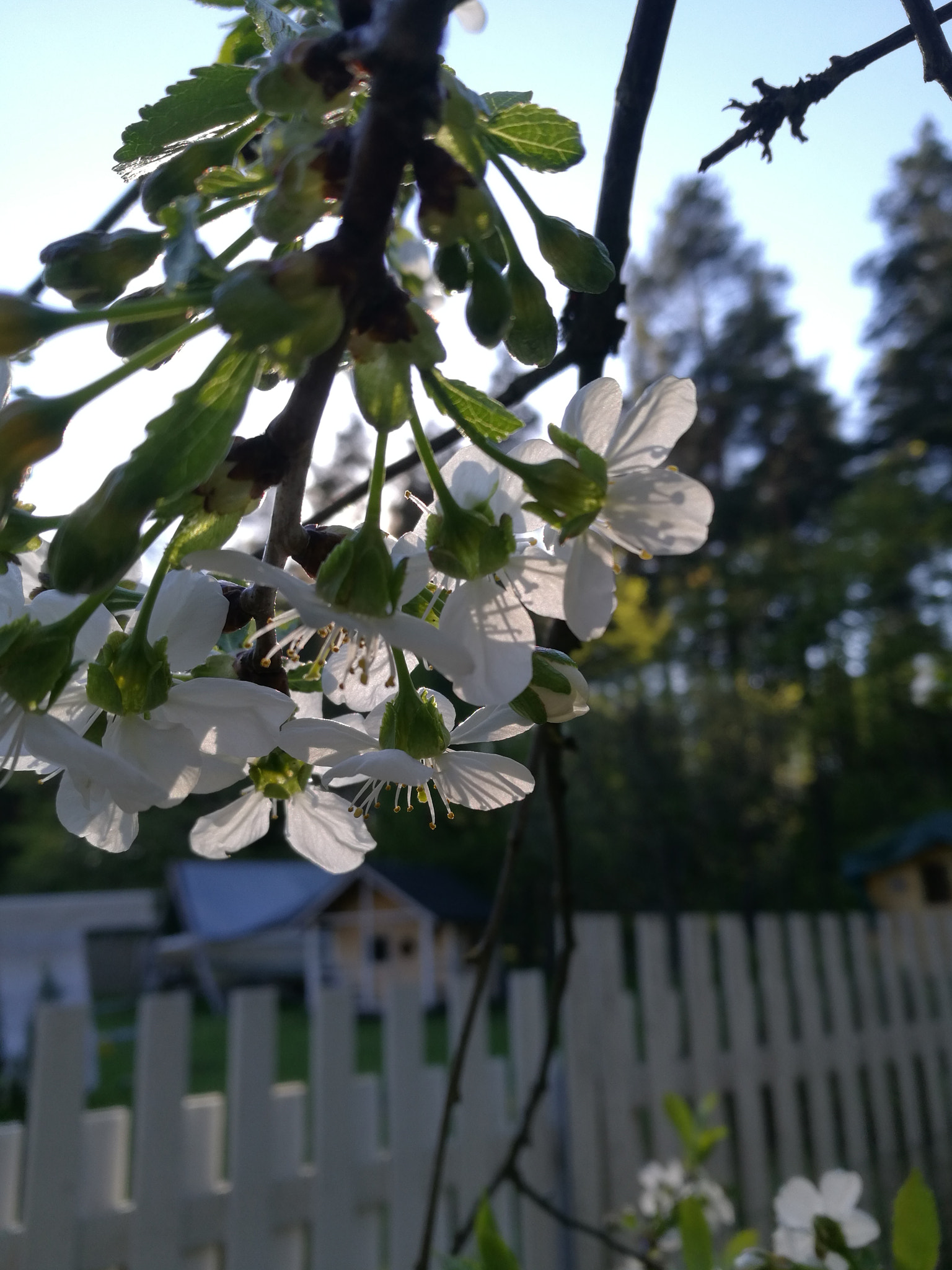 HUAWEI Honor 8 sample photo. Welcome photography