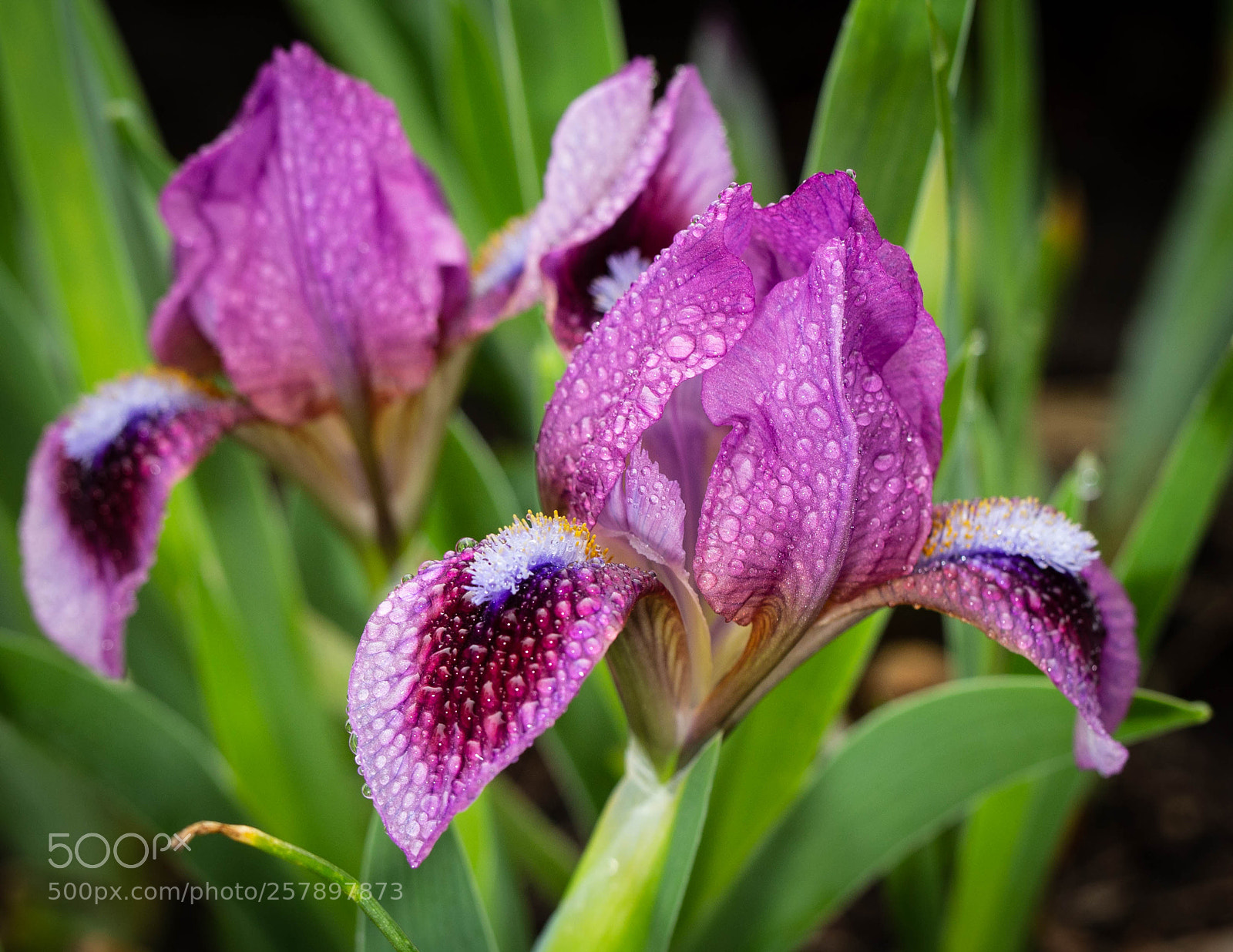 Canon EOS 6D sample photo. Raindrops on purple iris photography
