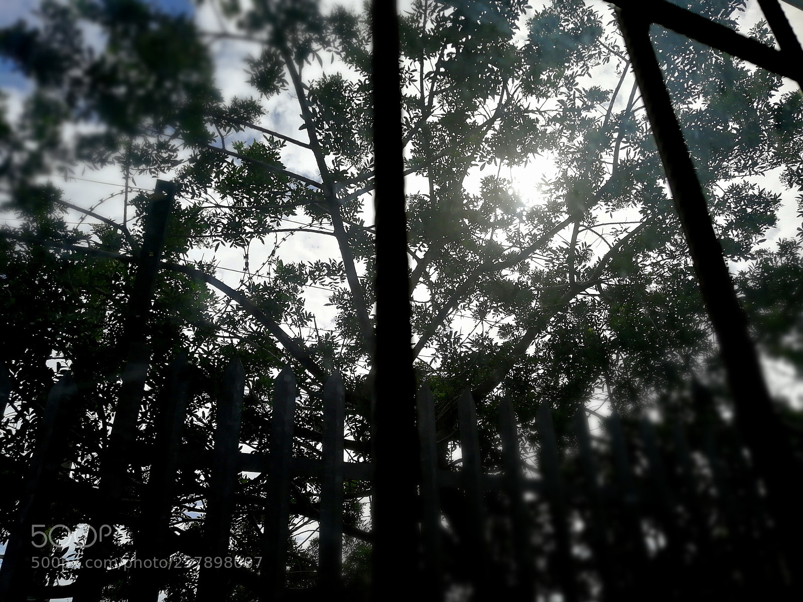 HUAWEI P10 Plus sample photo. Trees photography