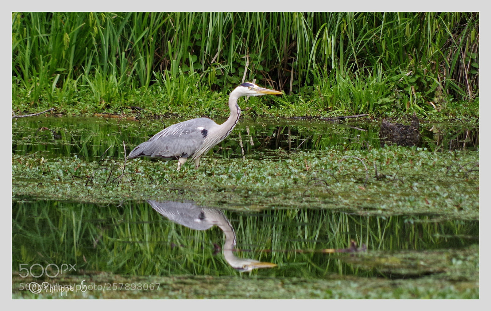 Pentax K-70 sample photo. H ron cendr et photography