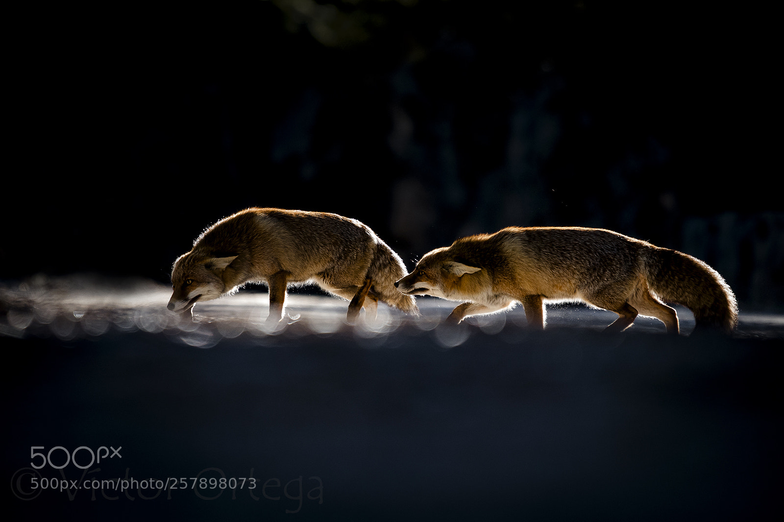 Nikon D500 sample photo. Fox encounter photography