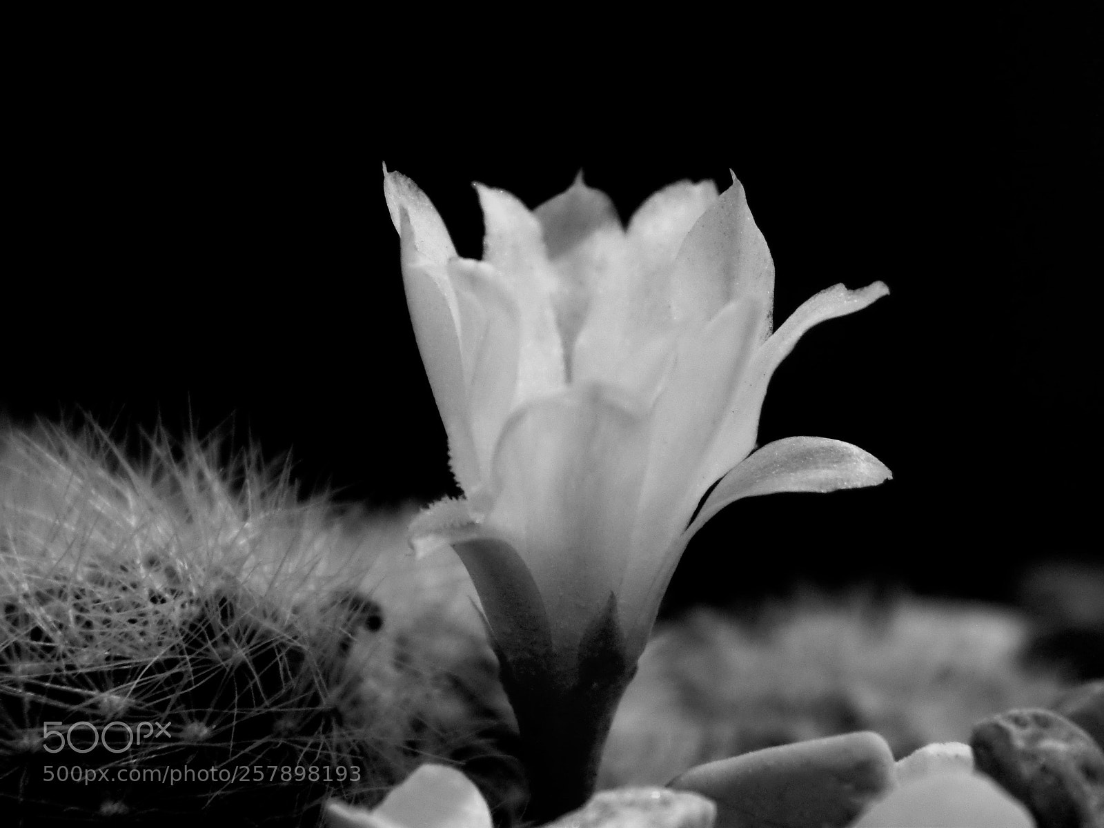 Nikon Coolpix L820 sample photo. Cactus photography
