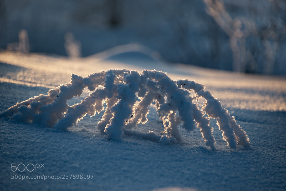 Nikon D750 sample photo. Russia. winter sunset in photography