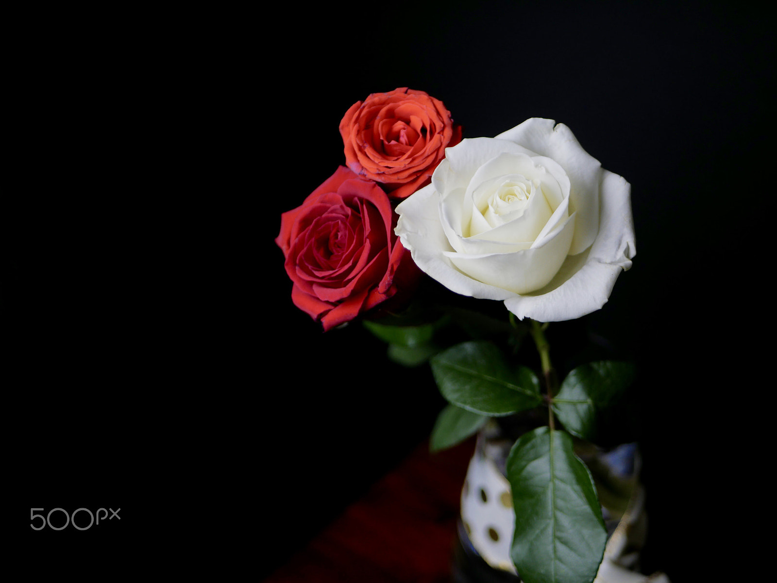 Panasonic Lumix DMC-G85 (Lumix DMC-G80) sample photo. Roses in the dark photography