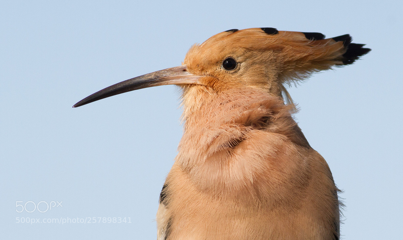 Canon EOS 7D sample photo. Portrait of a hoopoe photography