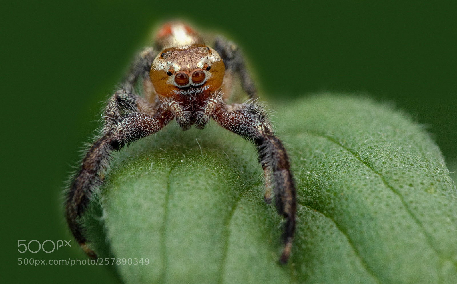 Canon EOS 5D Mark IV sample photo. Spider photography