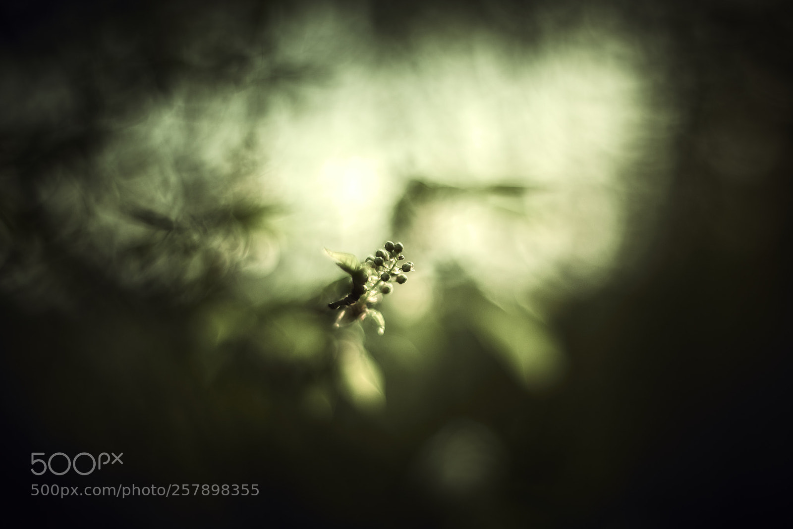 Nikon D800E sample photo. Spooky spring photography