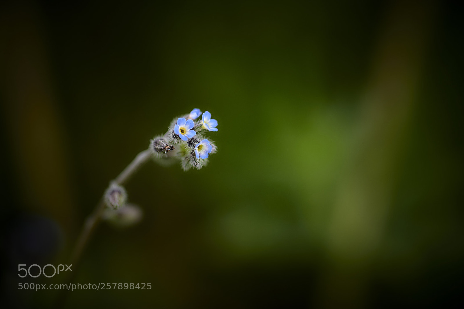 Nikon D850 sample photo. The beginning photography