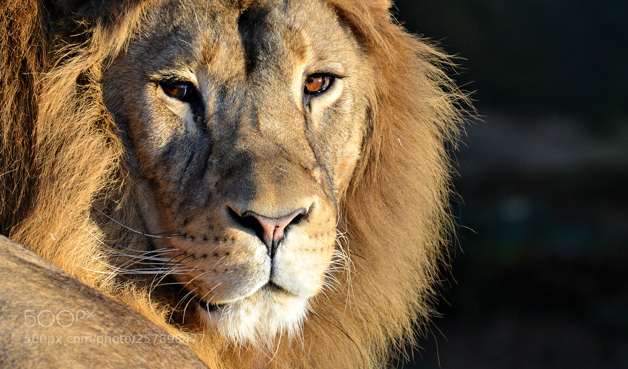 Nikon D800 sample photo. Lion photography