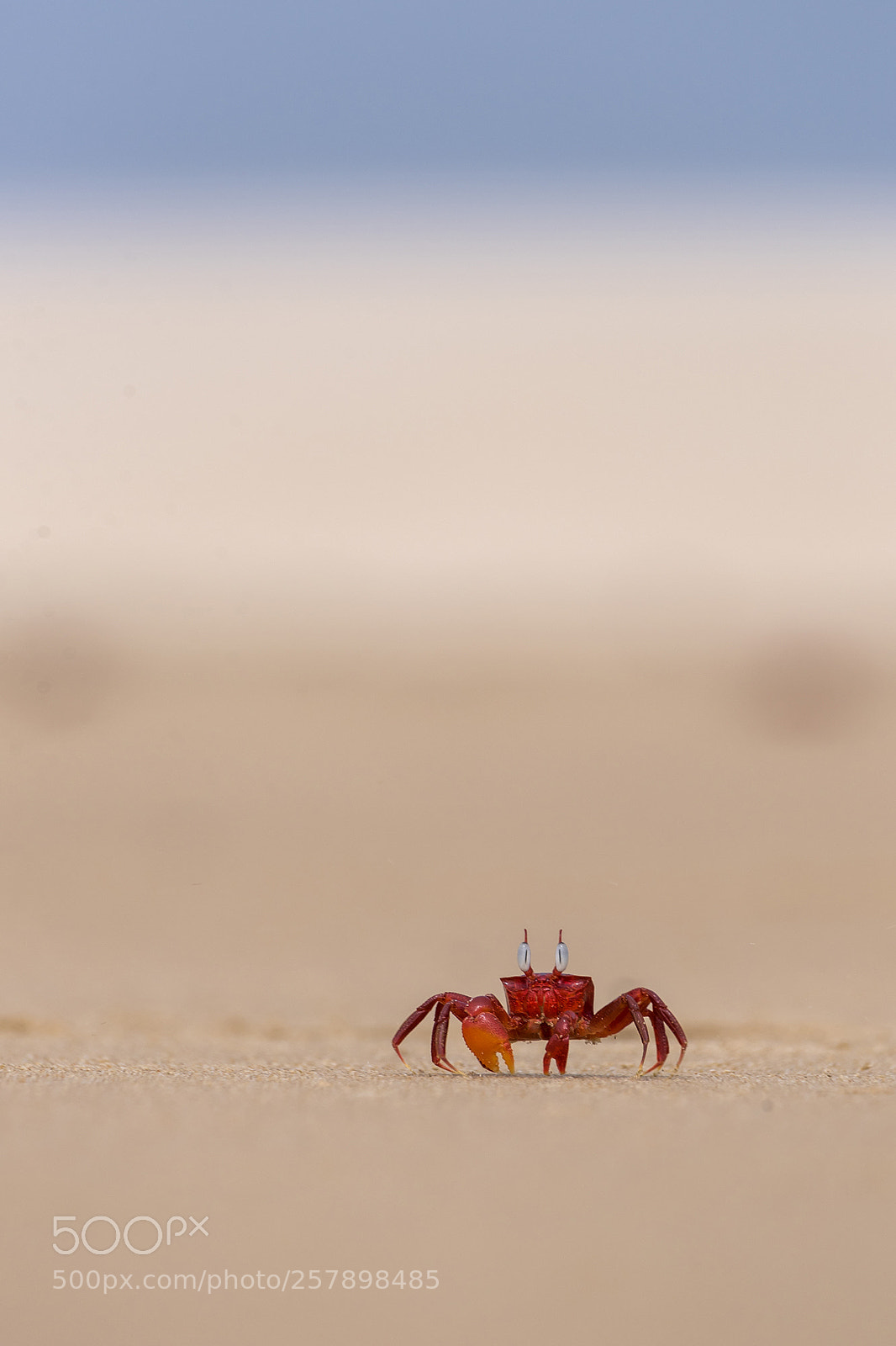 Nikon D750 sample photo. Ghost crab photography