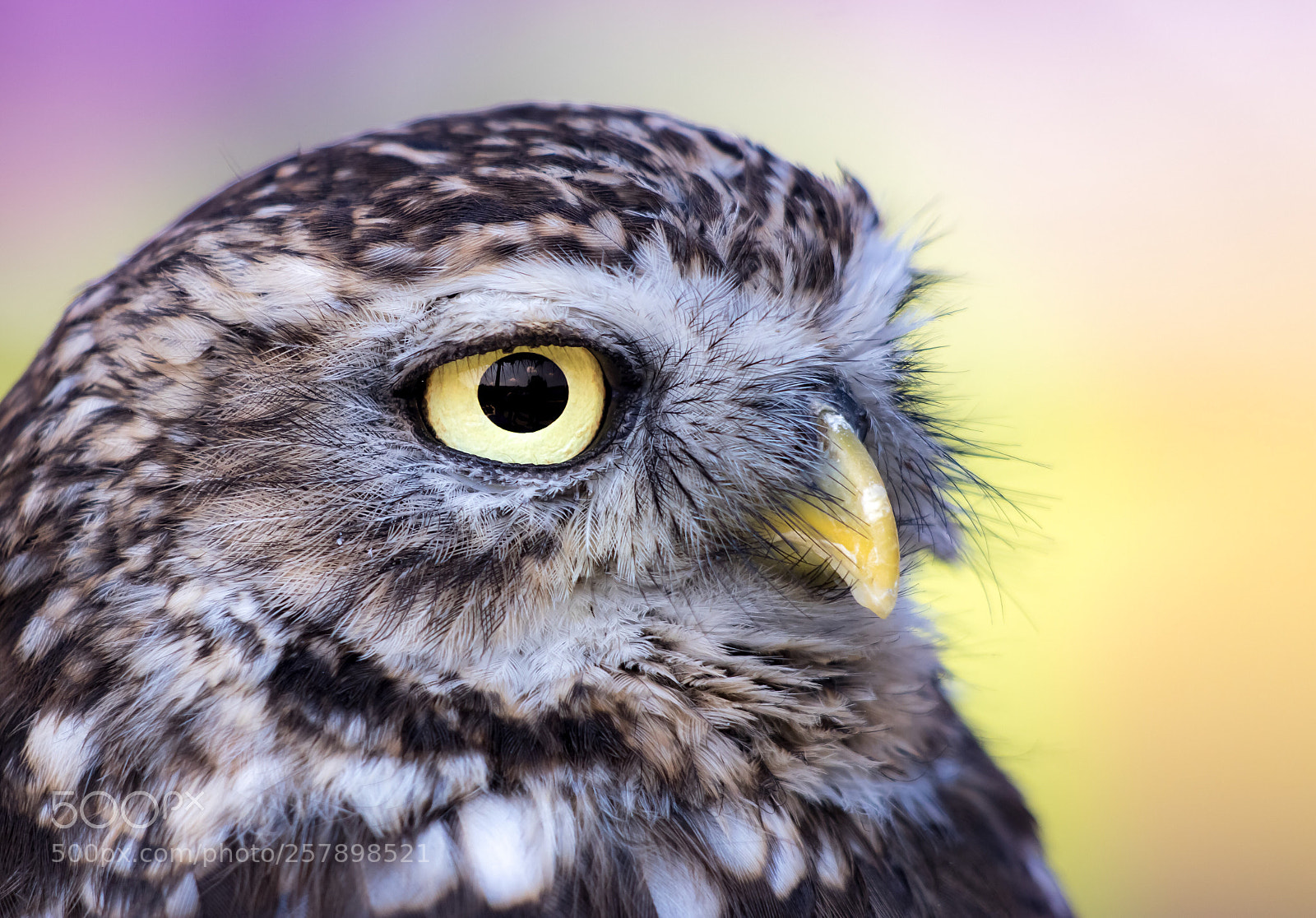 Canon EOS 80D sample photo. Owl eye
till eulenauge photography