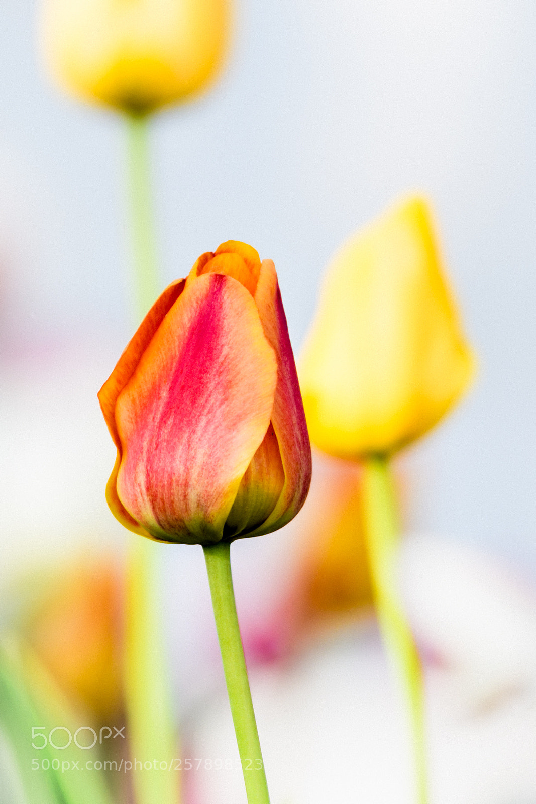Nikon D500 sample photo. May tulips one photography