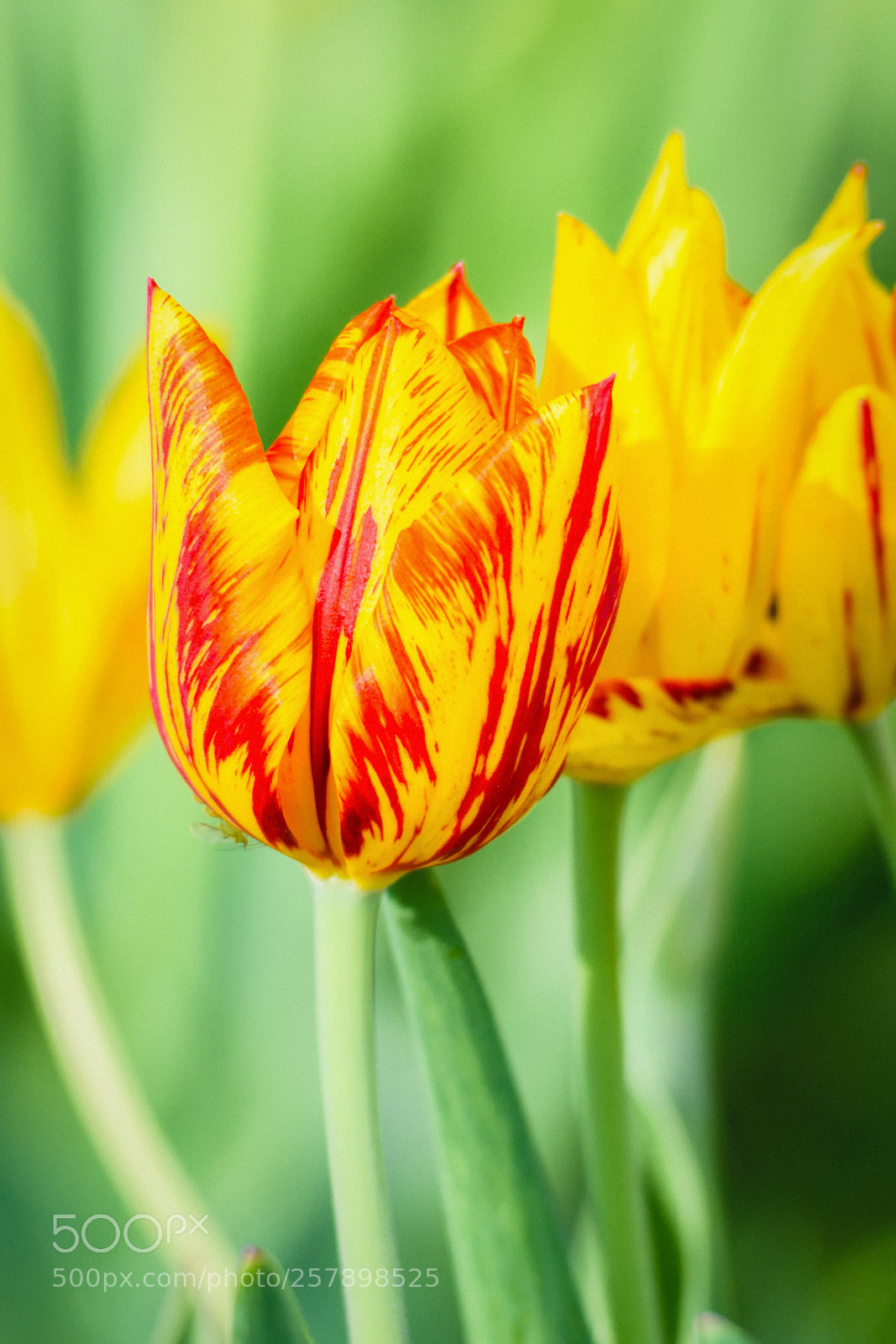 Nikon D500 sample photo. May tulips two photography