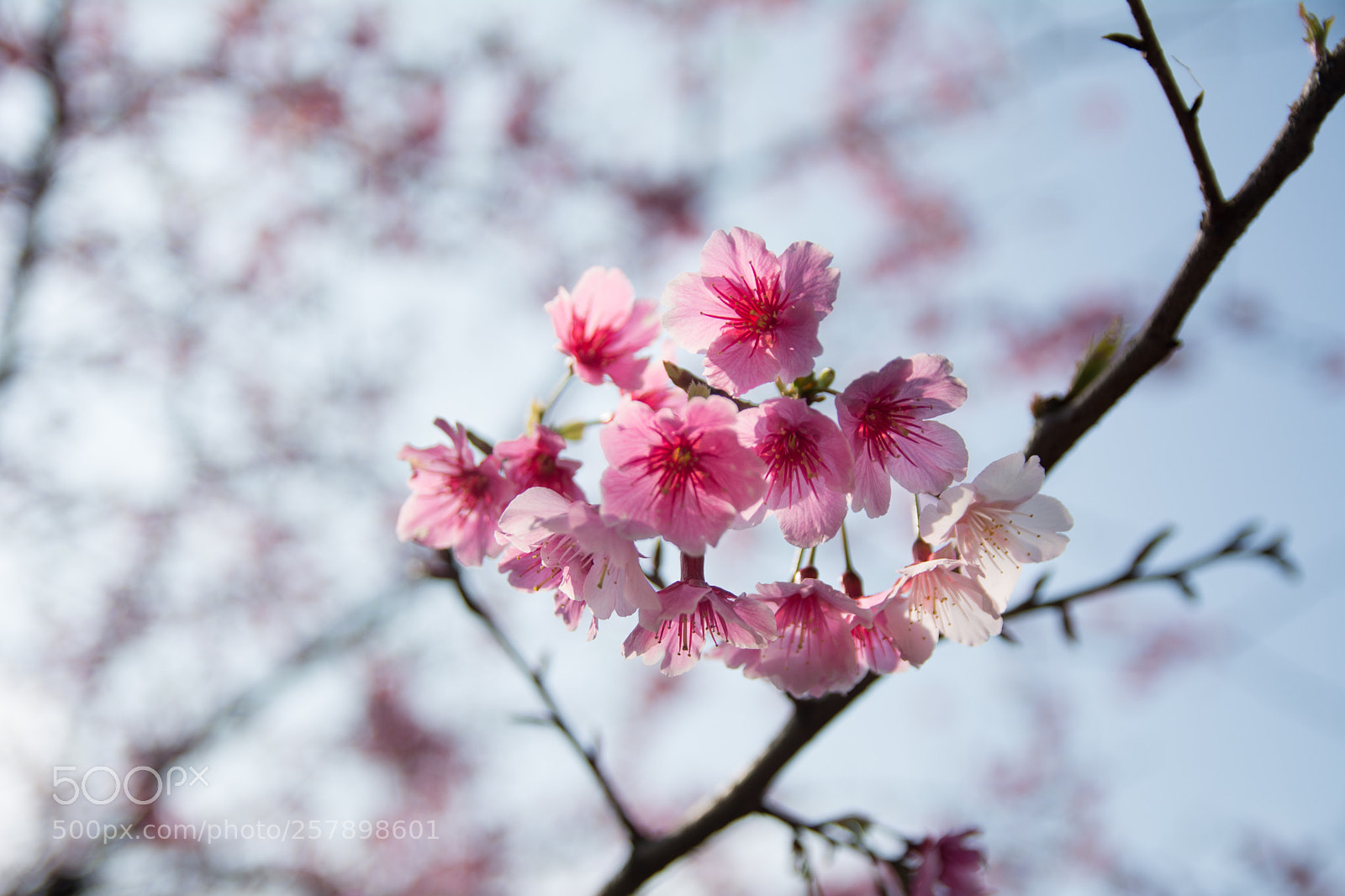Nikon D7100 sample photo. Sakura photography