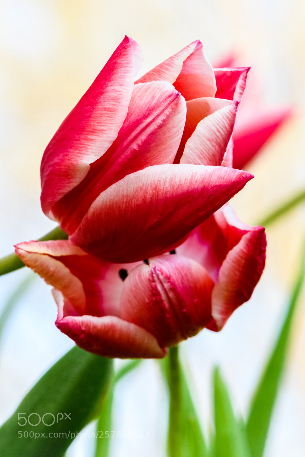 Nikon D500 sample photo. May tulips three photography