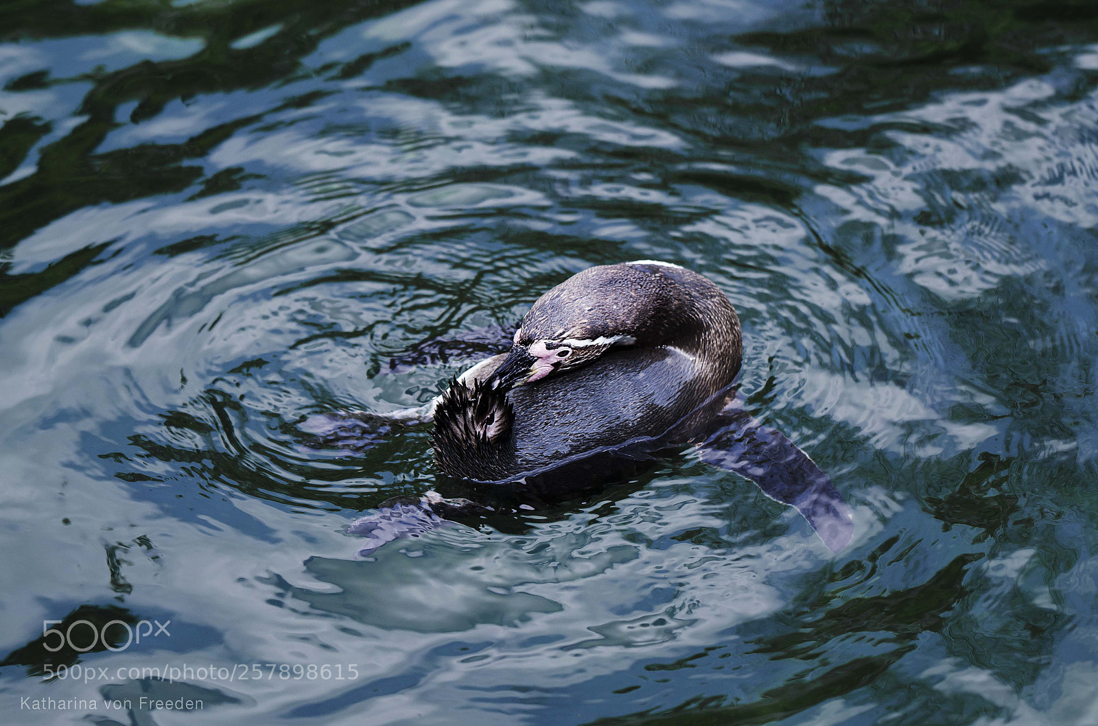 Nikon D5100 sample photo. Penguin iii photography