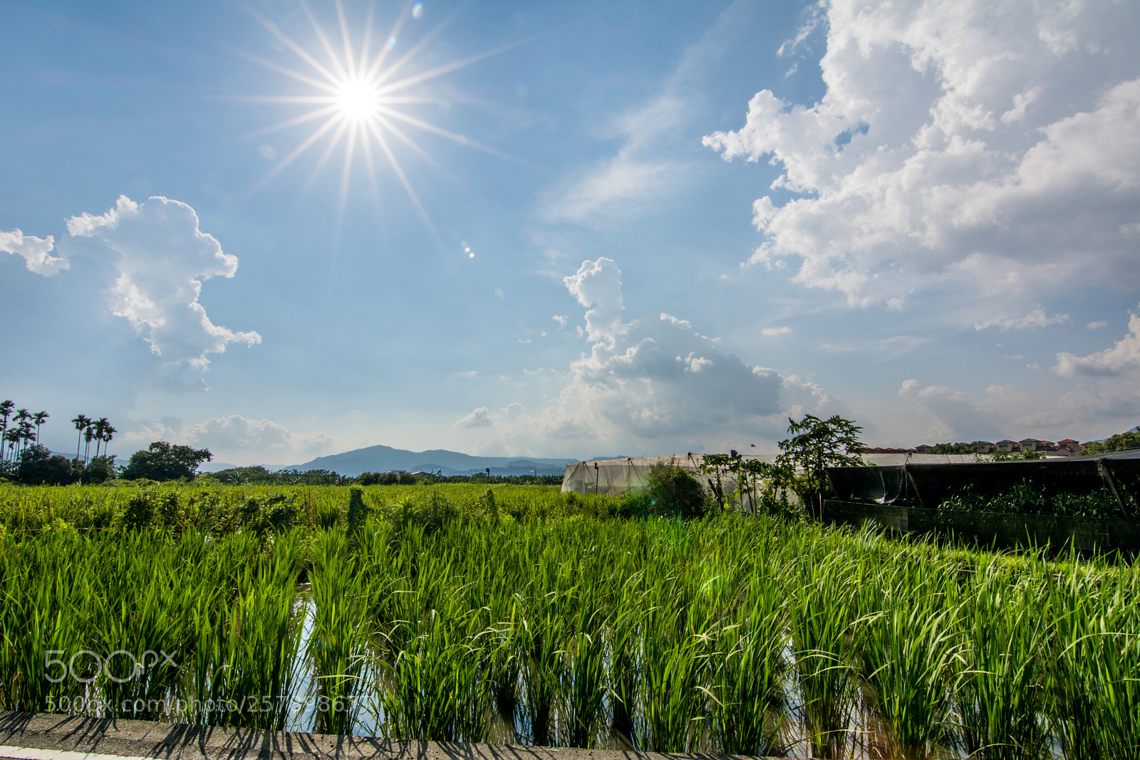 Nikon D7100 sample photo. Paddy photography