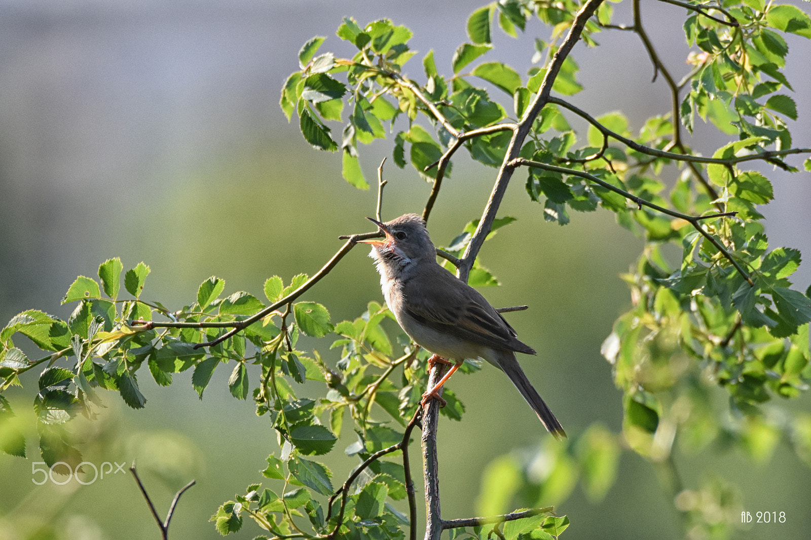 Nikon D7200 + Sigma 150-600mm F5-6.3 DG OS HSM | C sample photo. Pěnice 2 photography