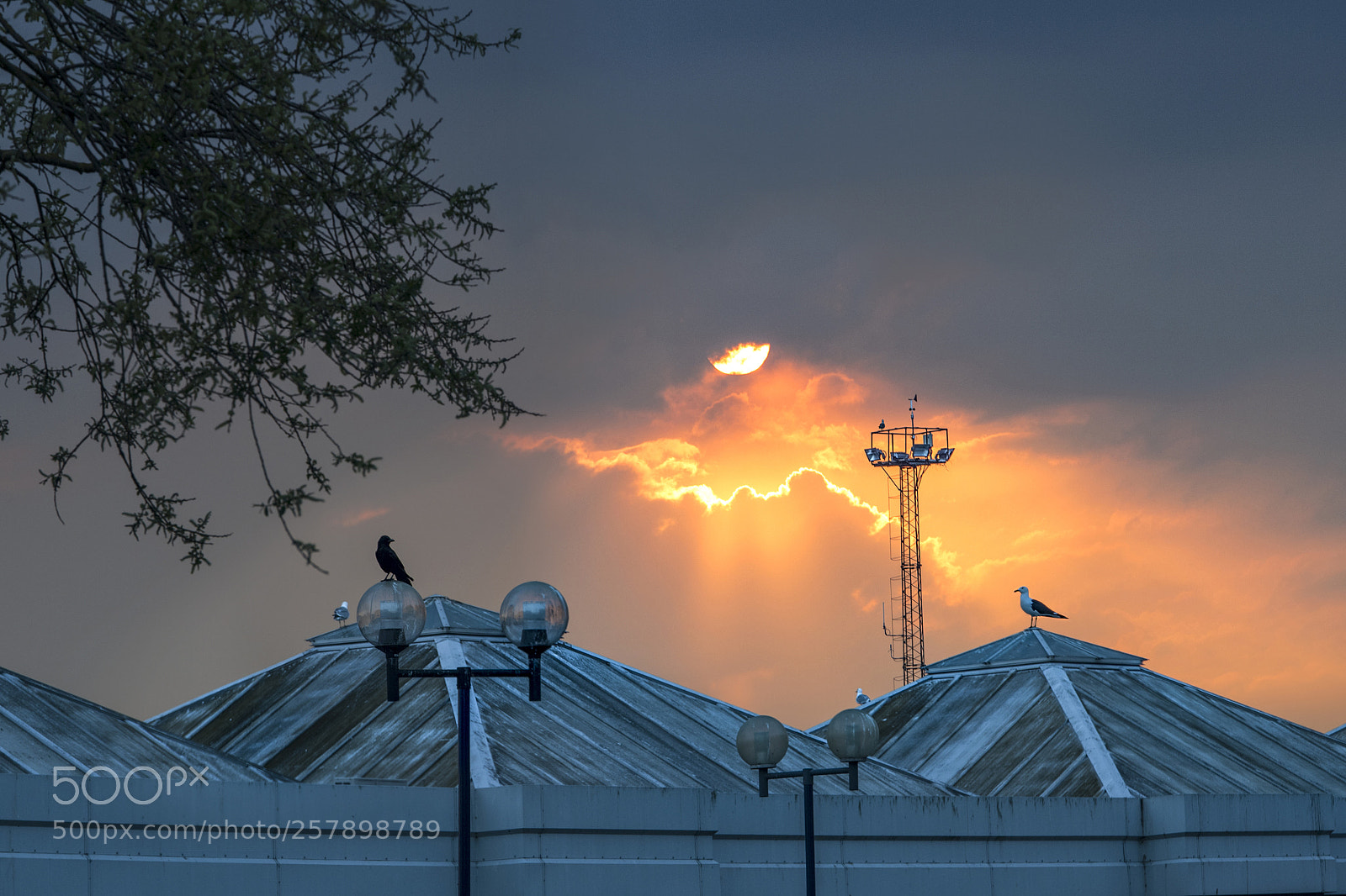 Nikon D5 sample photo. Birds photography